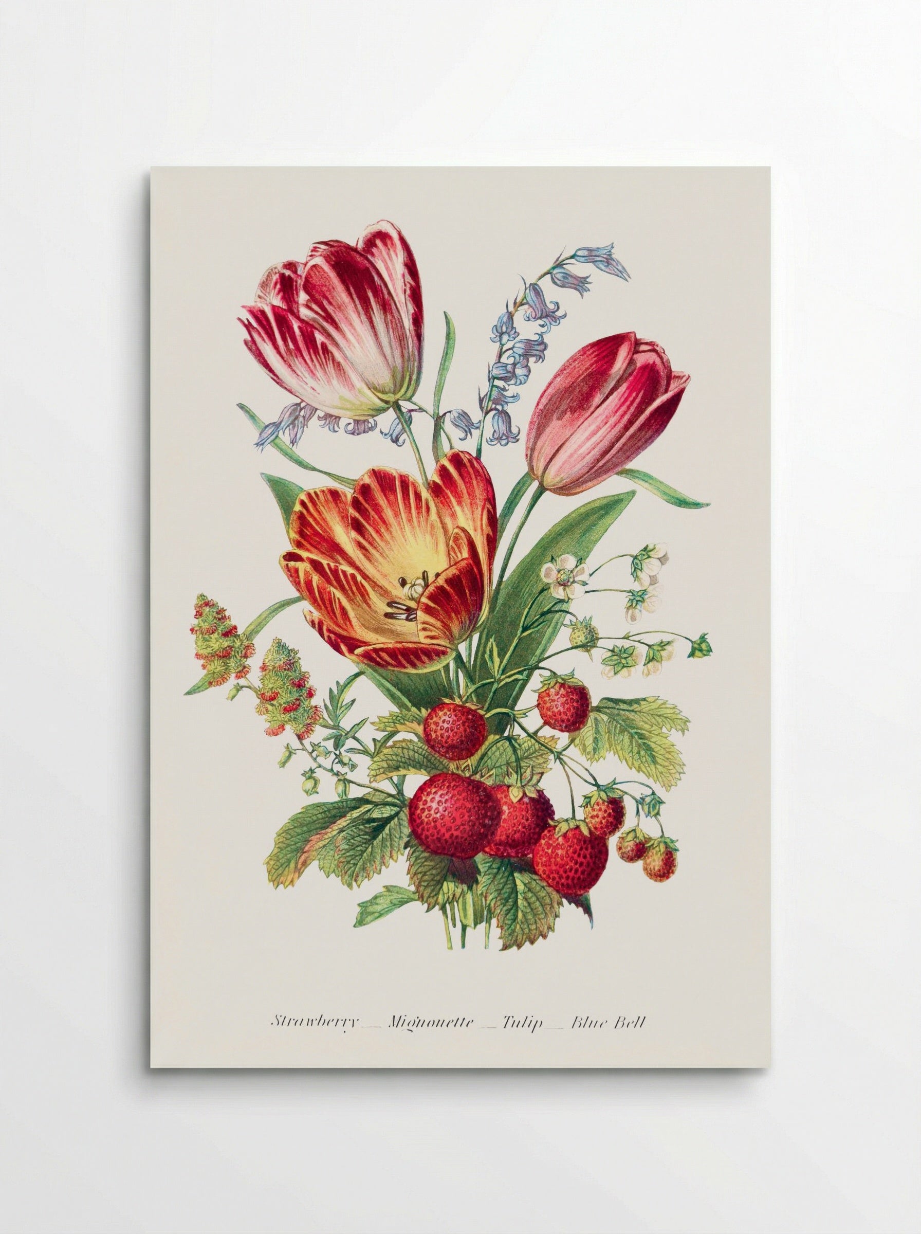 Strawberry, Mignonette, Tulip, and Blue Bell (1896) - Robert Tyas - Poster