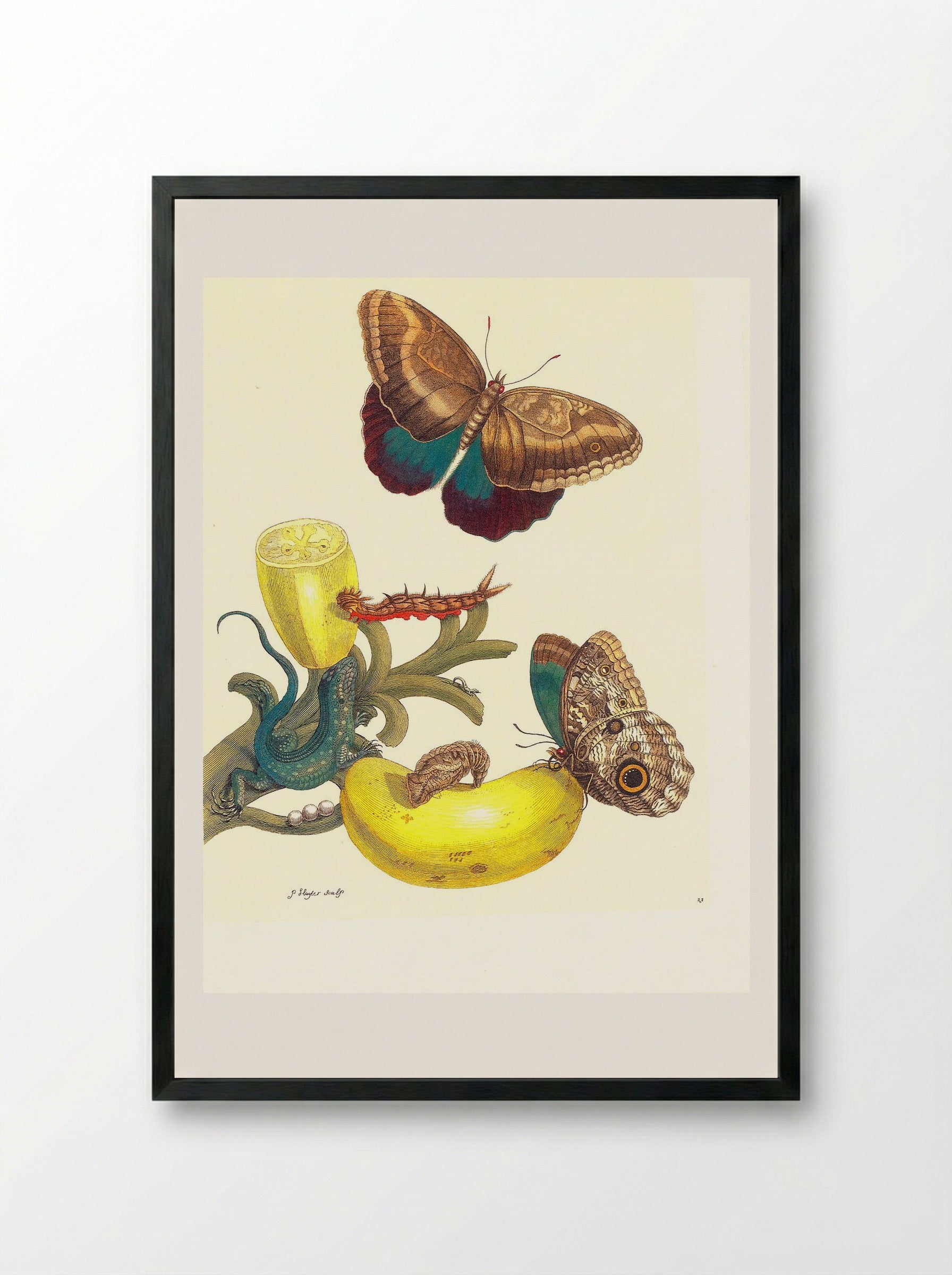 Plate #23- Musa paradisiaca, Caligo teucer and Cnemidophorus lemniscatus - Maria Sibylla Merian - Framed Print Black
