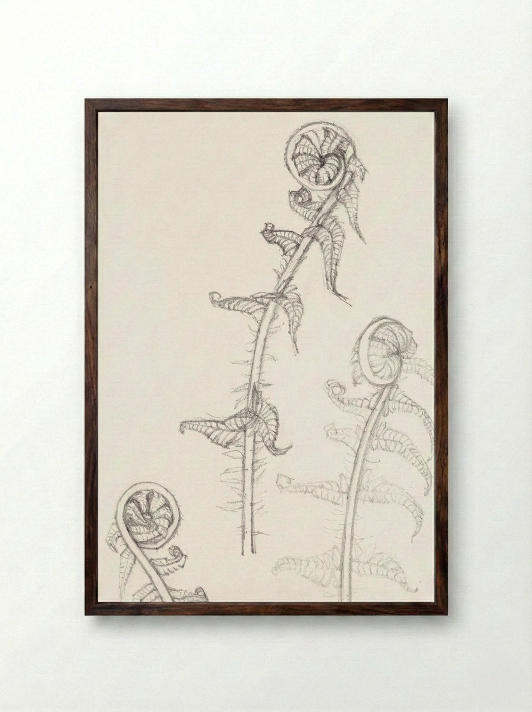 Sketches of Fronds - Julie de Graag - Framed Print Dark Wood