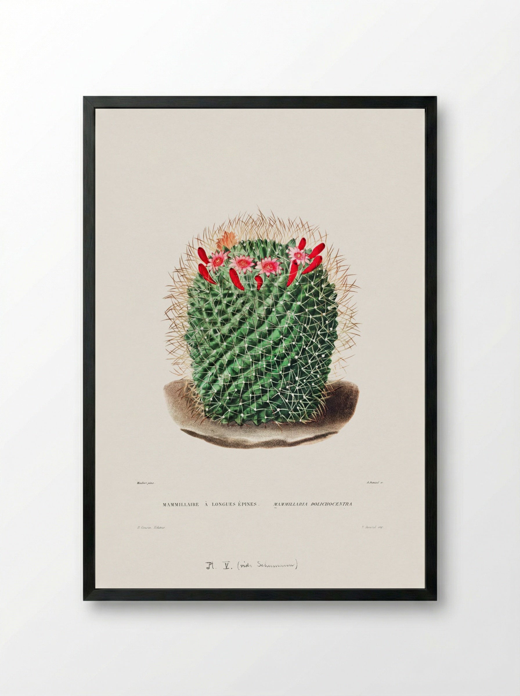 Mammillaria Dolichocentra - Charles Antoine Lemaire - Framed Print Black
