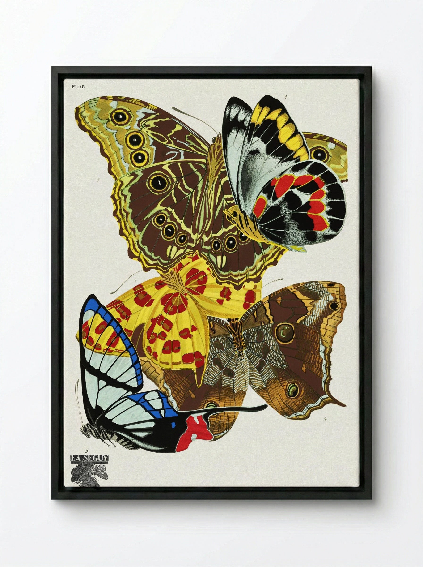 Butterflies (Plate 15) - Émile-Allain Séguy - Framed Canvas Black