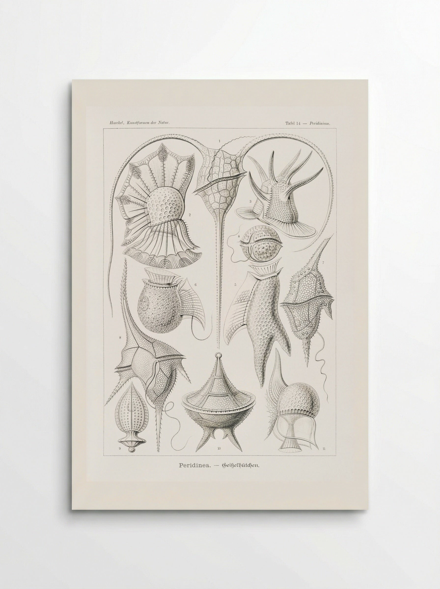 Peridinea-Geikelhütchen (1904) - Ernst Haeckel - Poster