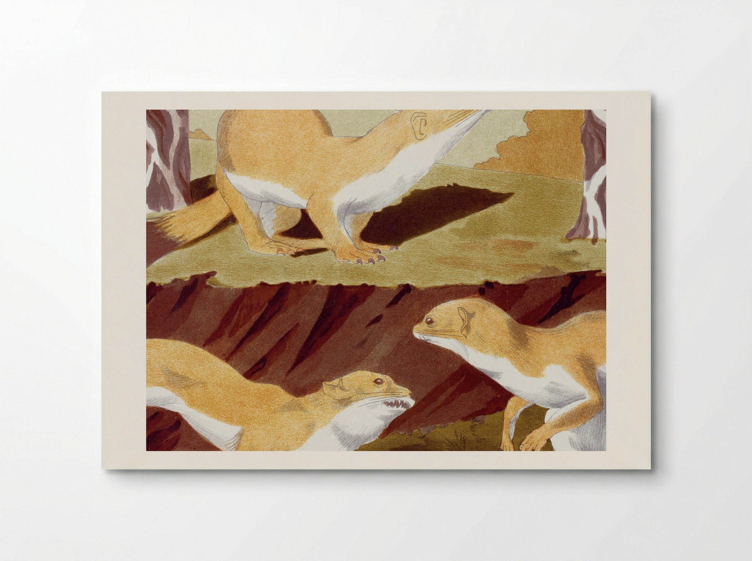 Hermines Vulgaires (Common Stoats) - Maurice Pillard Verneuil - Poster