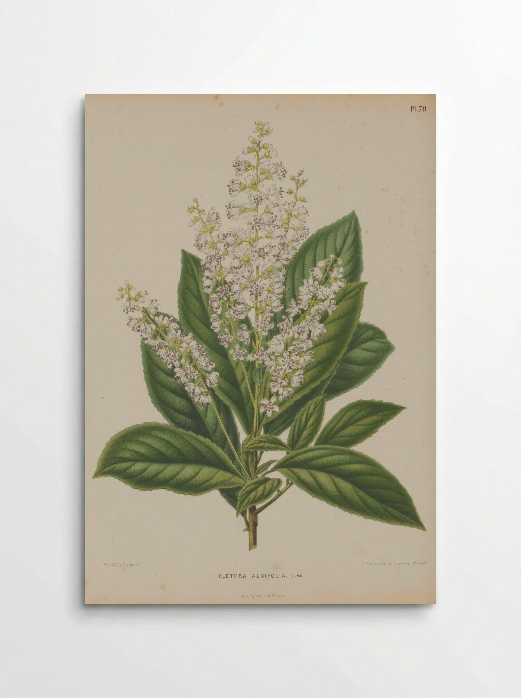 Clethra Alnifolia L. - A. J. Wendel - Poster