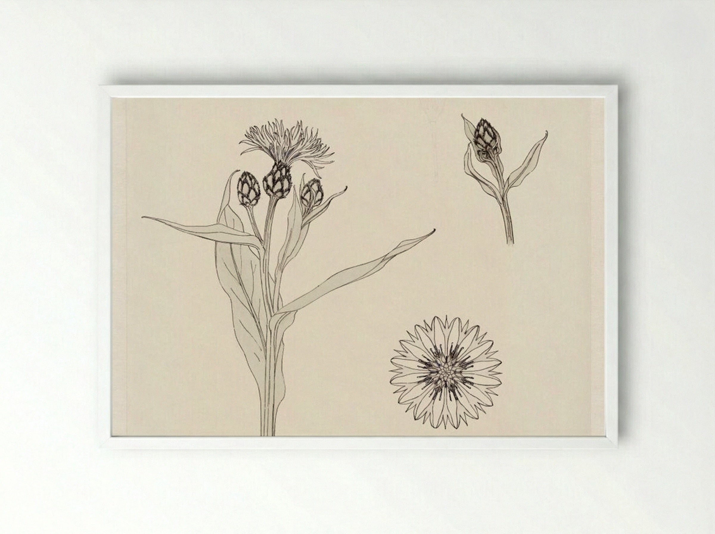 Cornflowers, Colour Sketch - Julie de Graag - Framed Print White