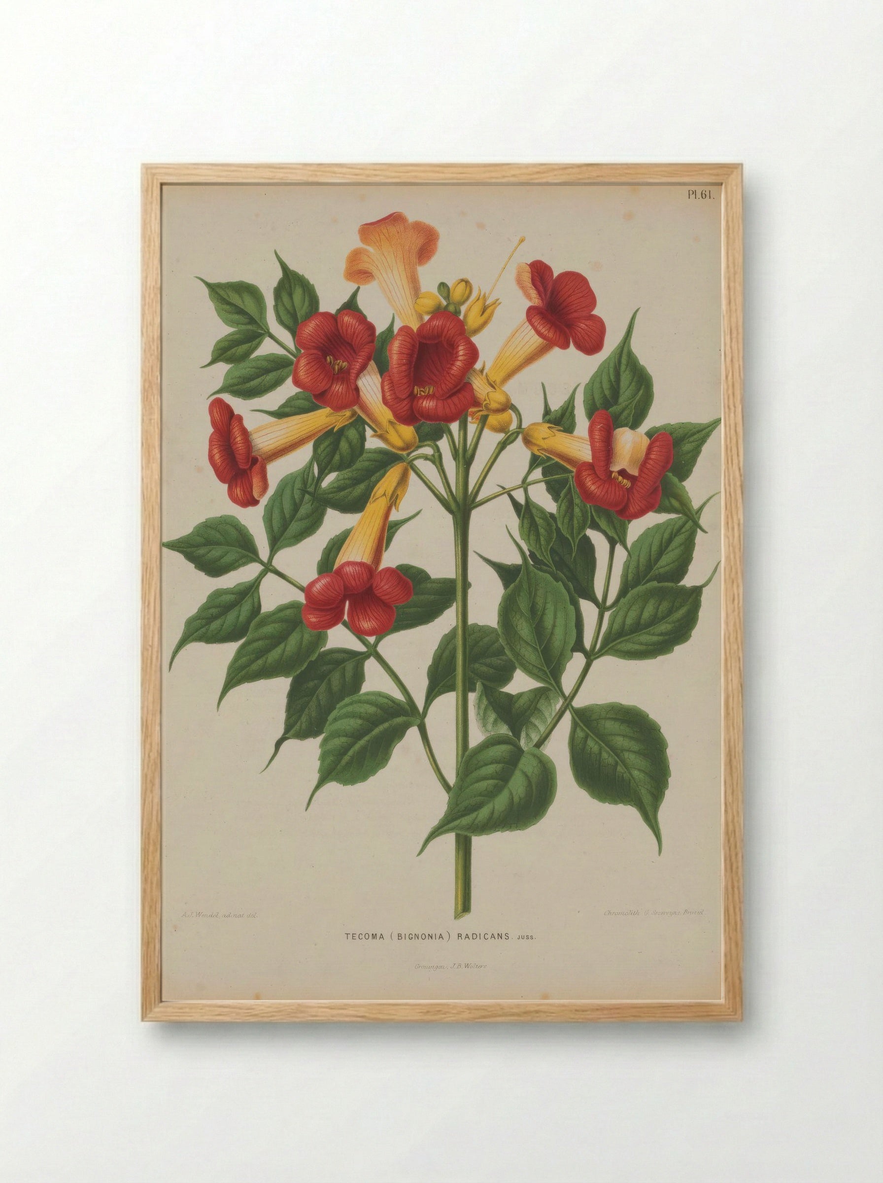 Bignonia Radicans L. - A. J. Wendel - Framed Print Wood