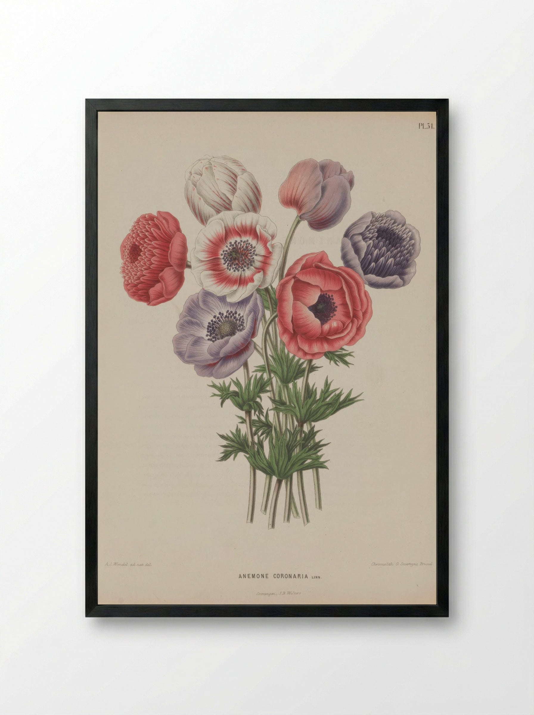Anemone Coronaria L. - A. J. Wendel - Framed Print Black