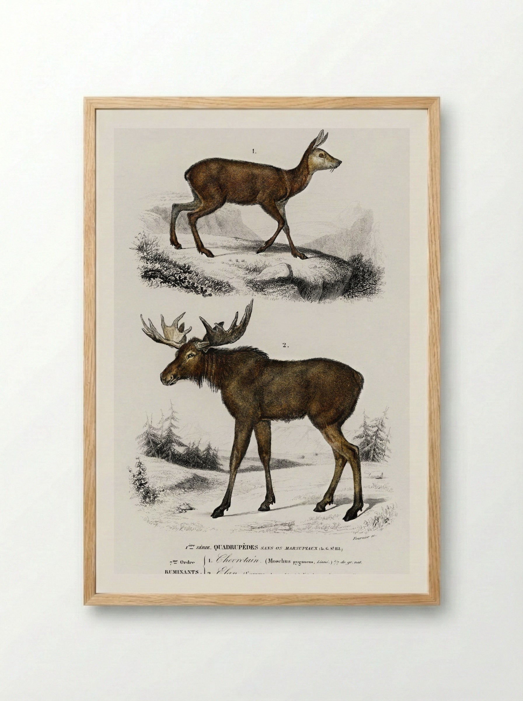 Alces alces and Moschus - Charles Dessalines D'Orbigny - Framed Print Wood