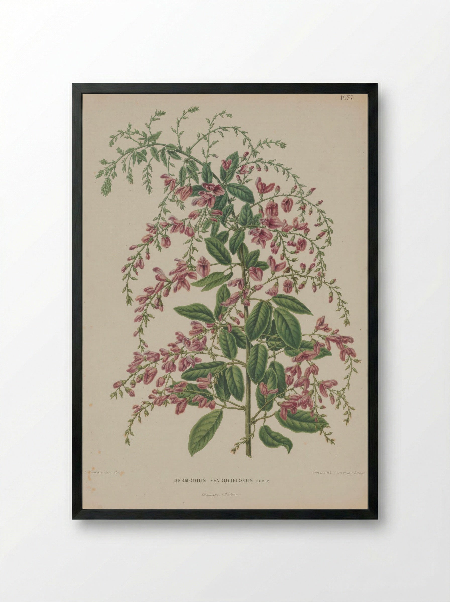 Desmodium Penduliflorum Oudem. - A. J. Wendel - Framed Print Black