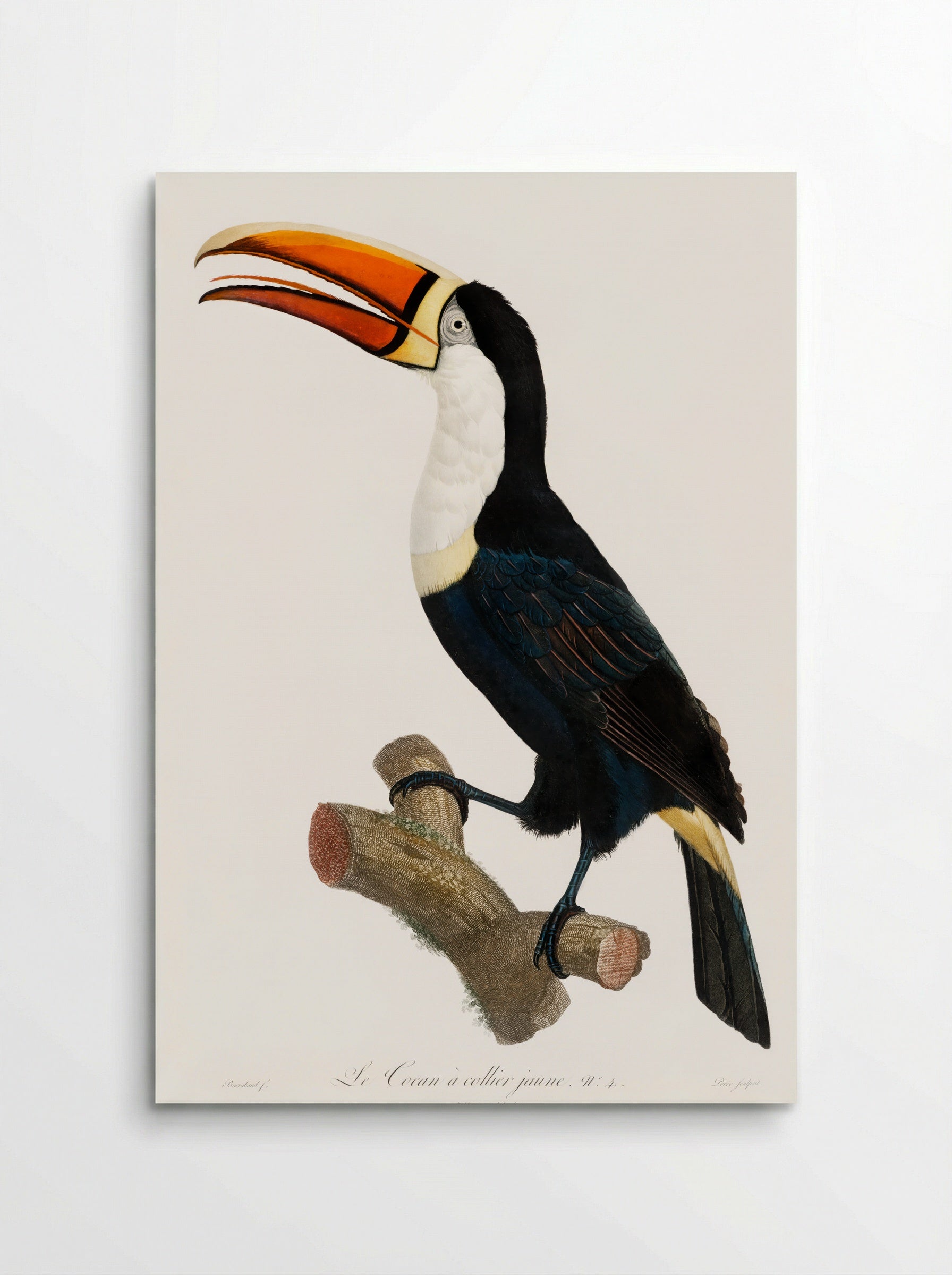 Yellow Necklace Toucan - Jacques Barraband - Poster