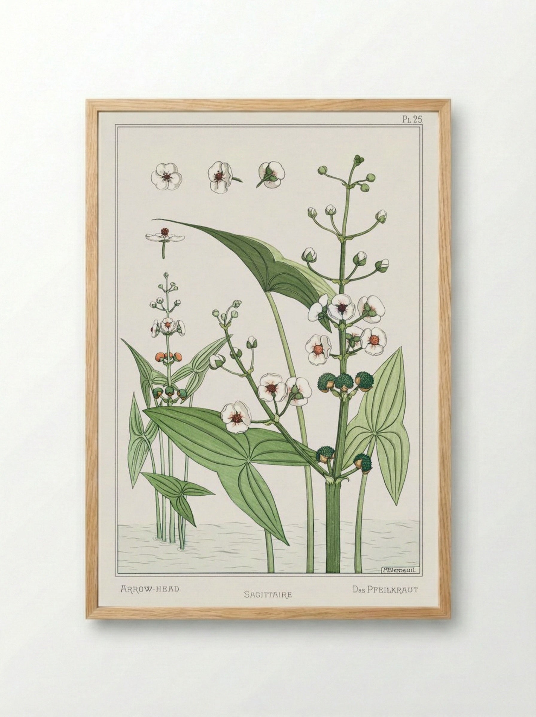 Sagittaire (Arrowhead) from La Plante et ses Applications ornementales - Maurice Pillard Verneuil - Framed Print Wood