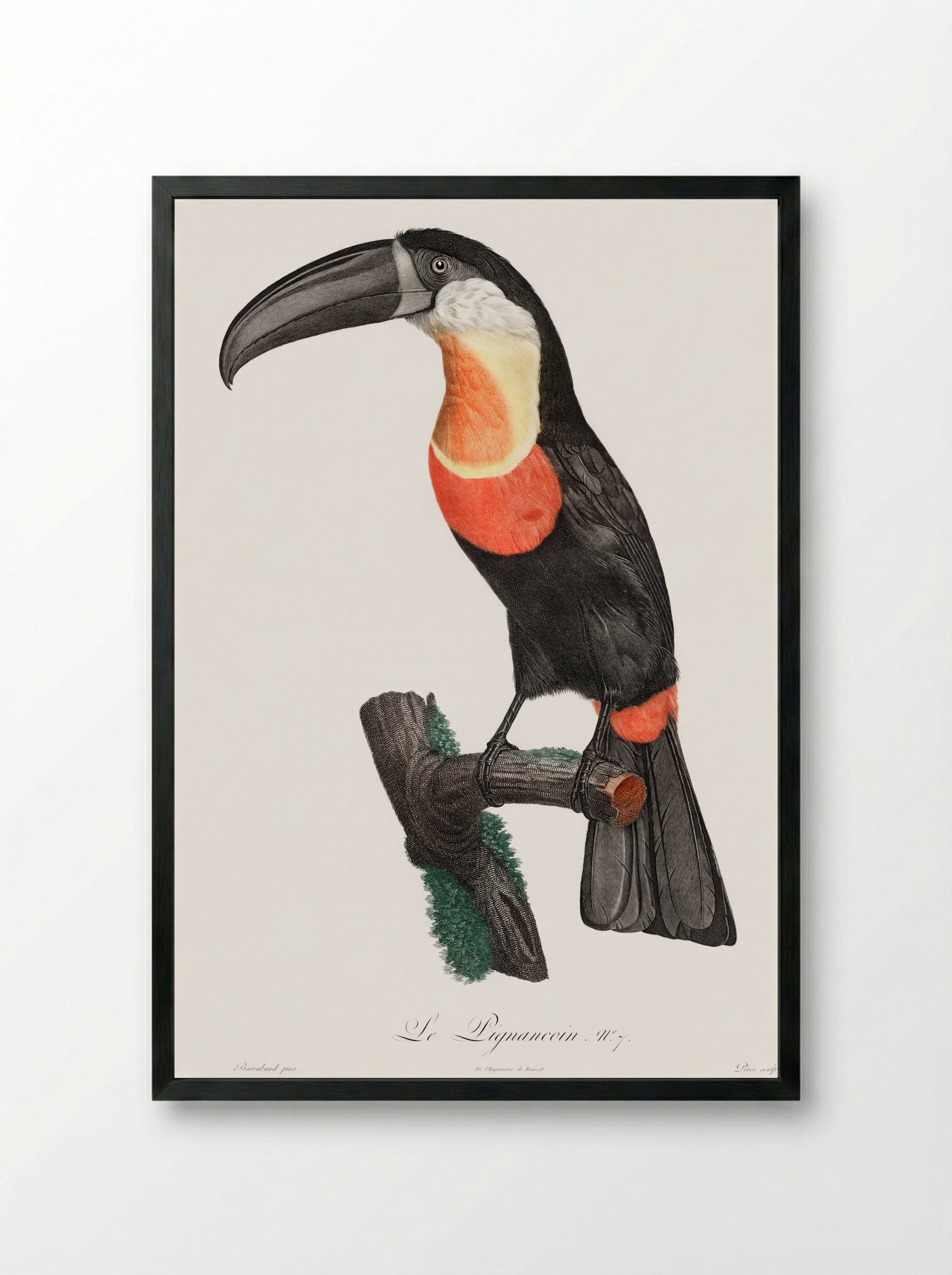 Toucan - Jacques Barraband - Framed Print Black