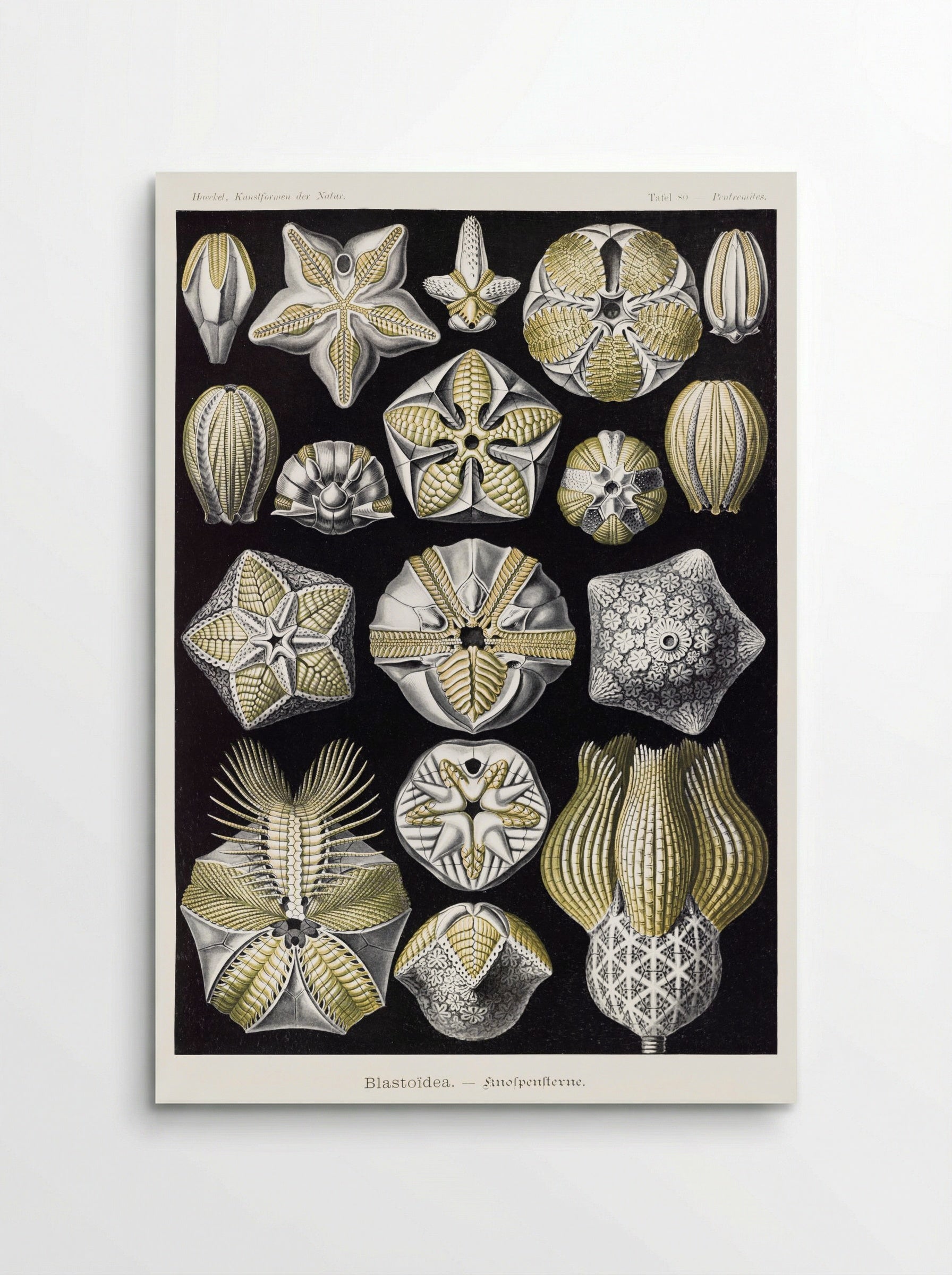 Blastoïdea-Knospensterne (1904) - Ernst Haeckel - Poster
