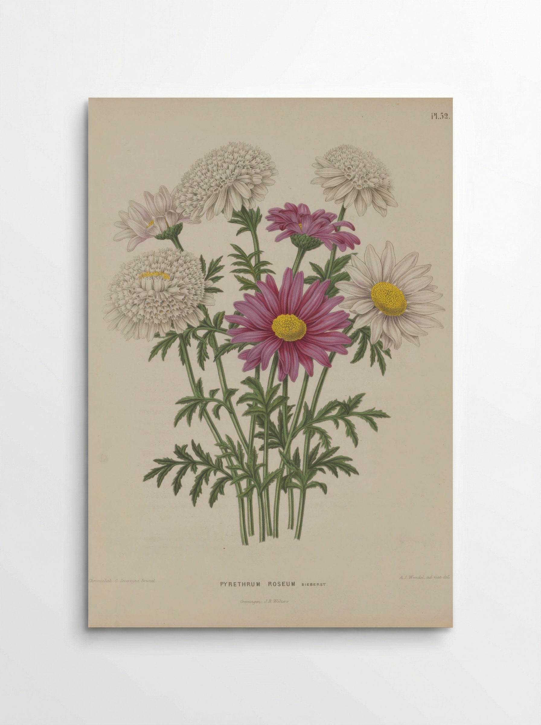 Chrysanthemum Coccineum Willd. - A. J. Wendel - Poster