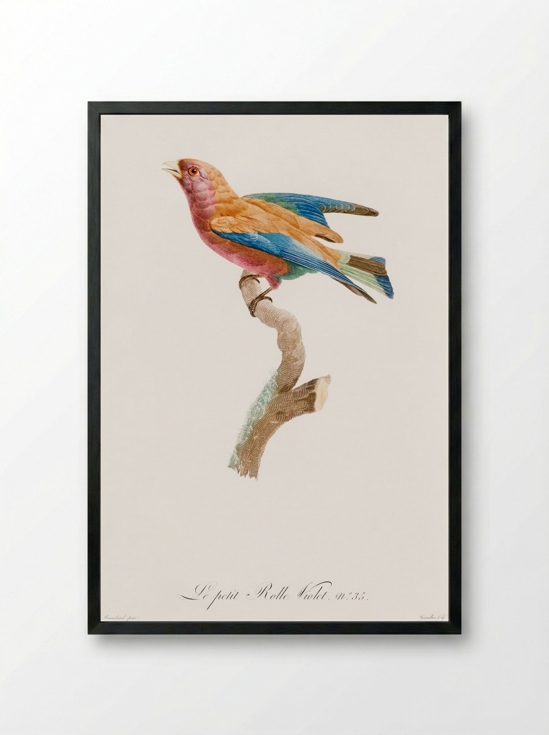 Young Violet Roller - Jacques Barraband - Framed Print Black