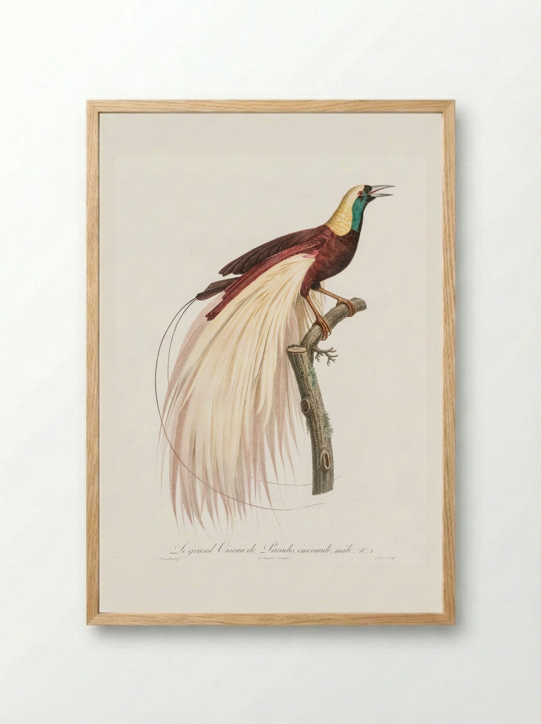 Emperor Bird-of-Paradise, Male - Jacques Barraband - Framed Print Wood