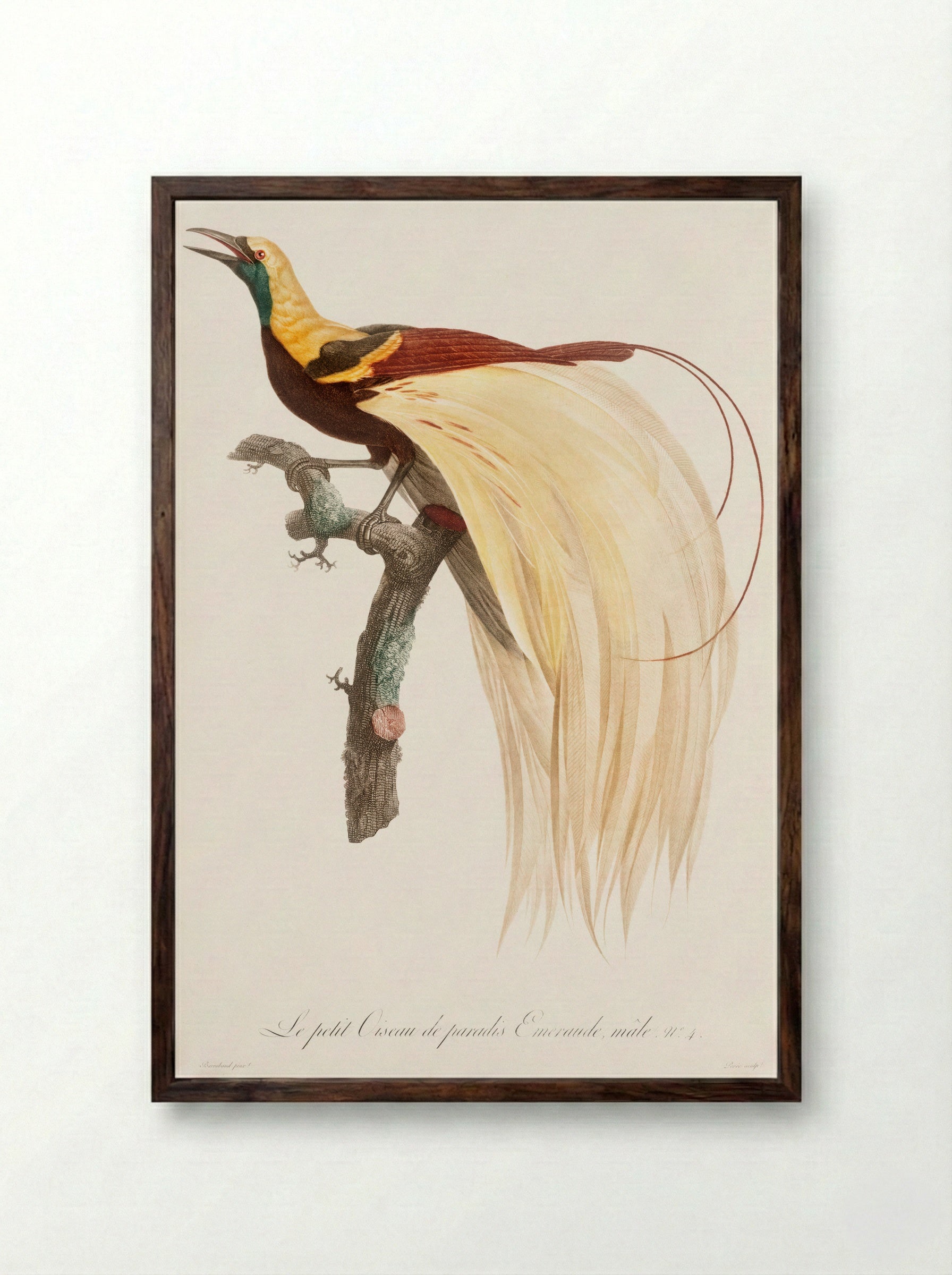 Young Emperor Bird-of-Paradise, Male - Jacques Barraband - Framed Print Dark Wood