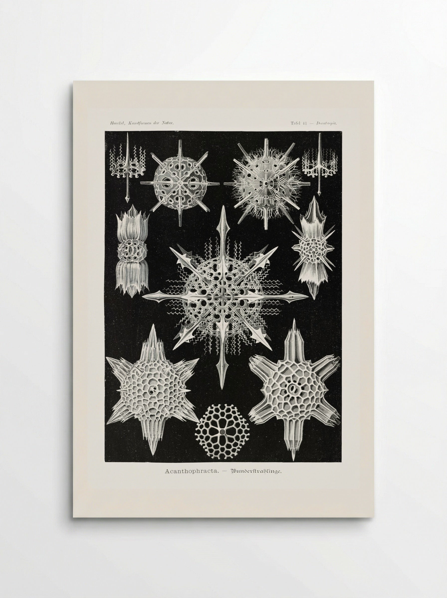 Acanthophracta-Wunderstrahlinge (1904) - Ernst Haeckel - Poster