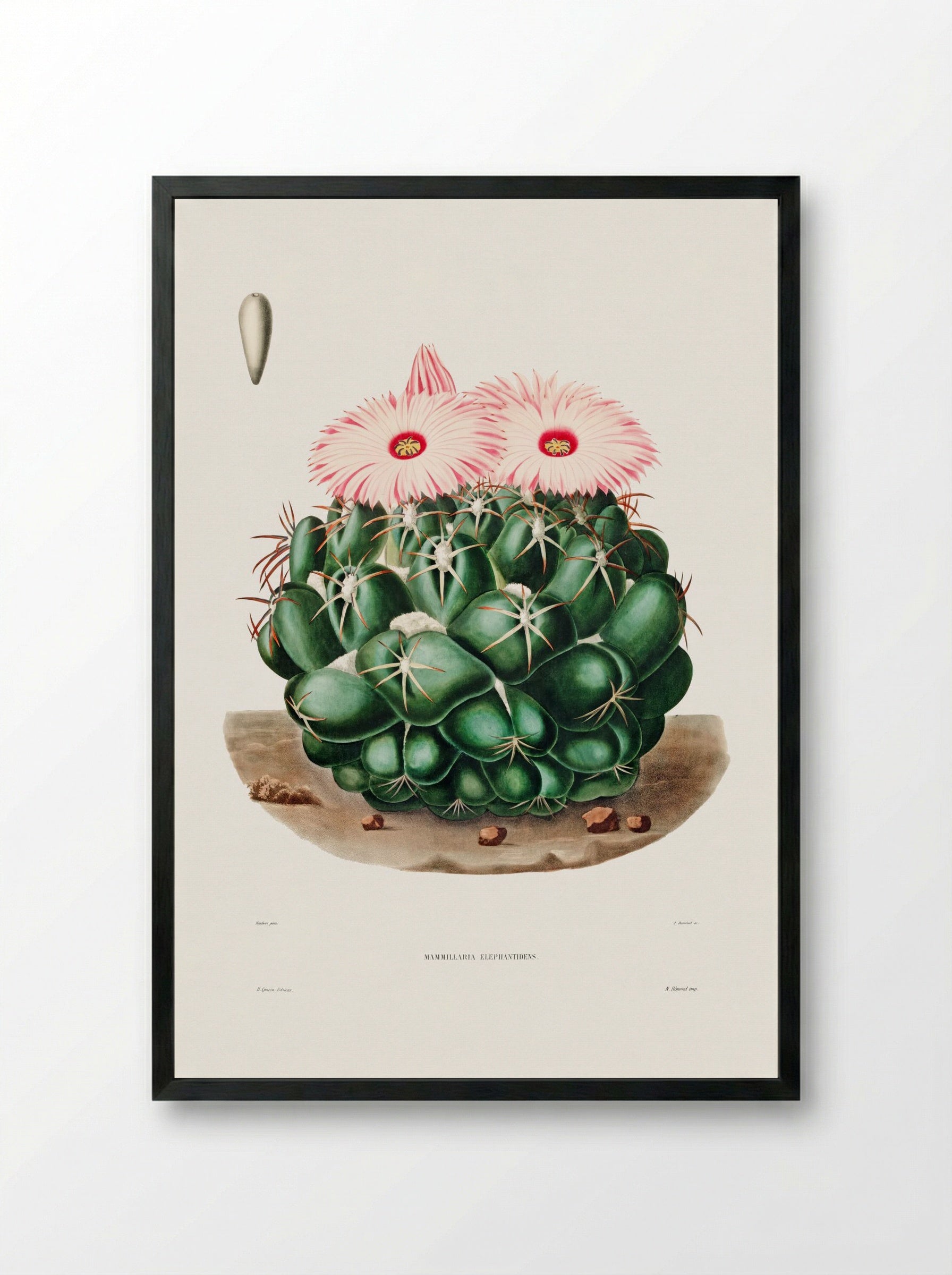 Mammillaria Elephantidens - Charles Antoine Lemaire - Framed Print Black