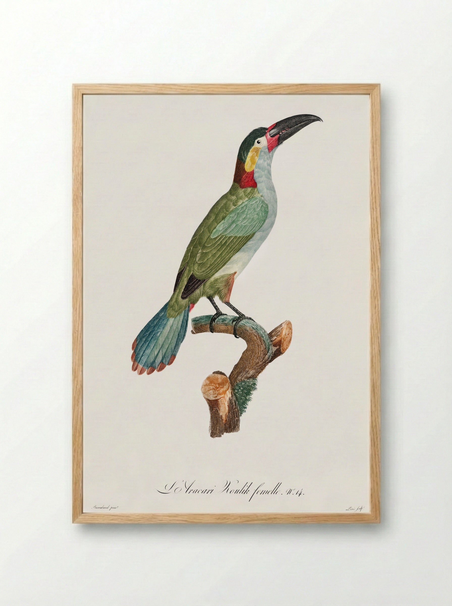 Black-necked Aracari - Jacques Barraband - Framed Print Wood