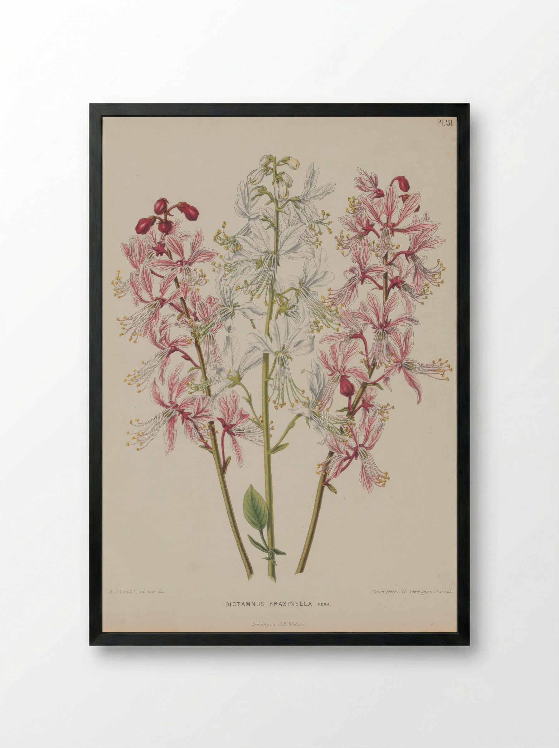 Dictamnus Albus L. - A. J. Wendel - Framed Print Black