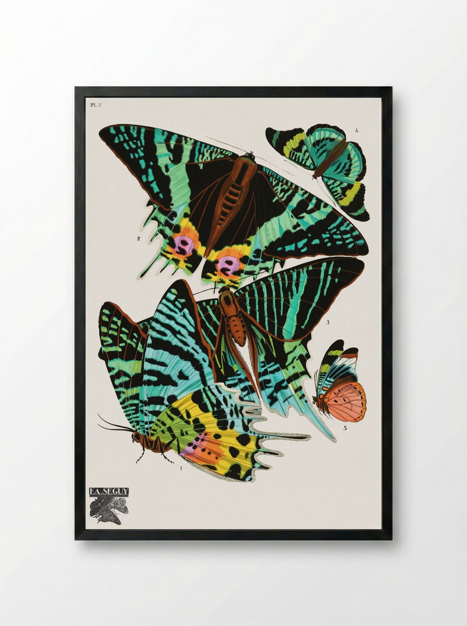 Butterflies (Plate 7) - Émile-Allain Séguy - Framed Print Black