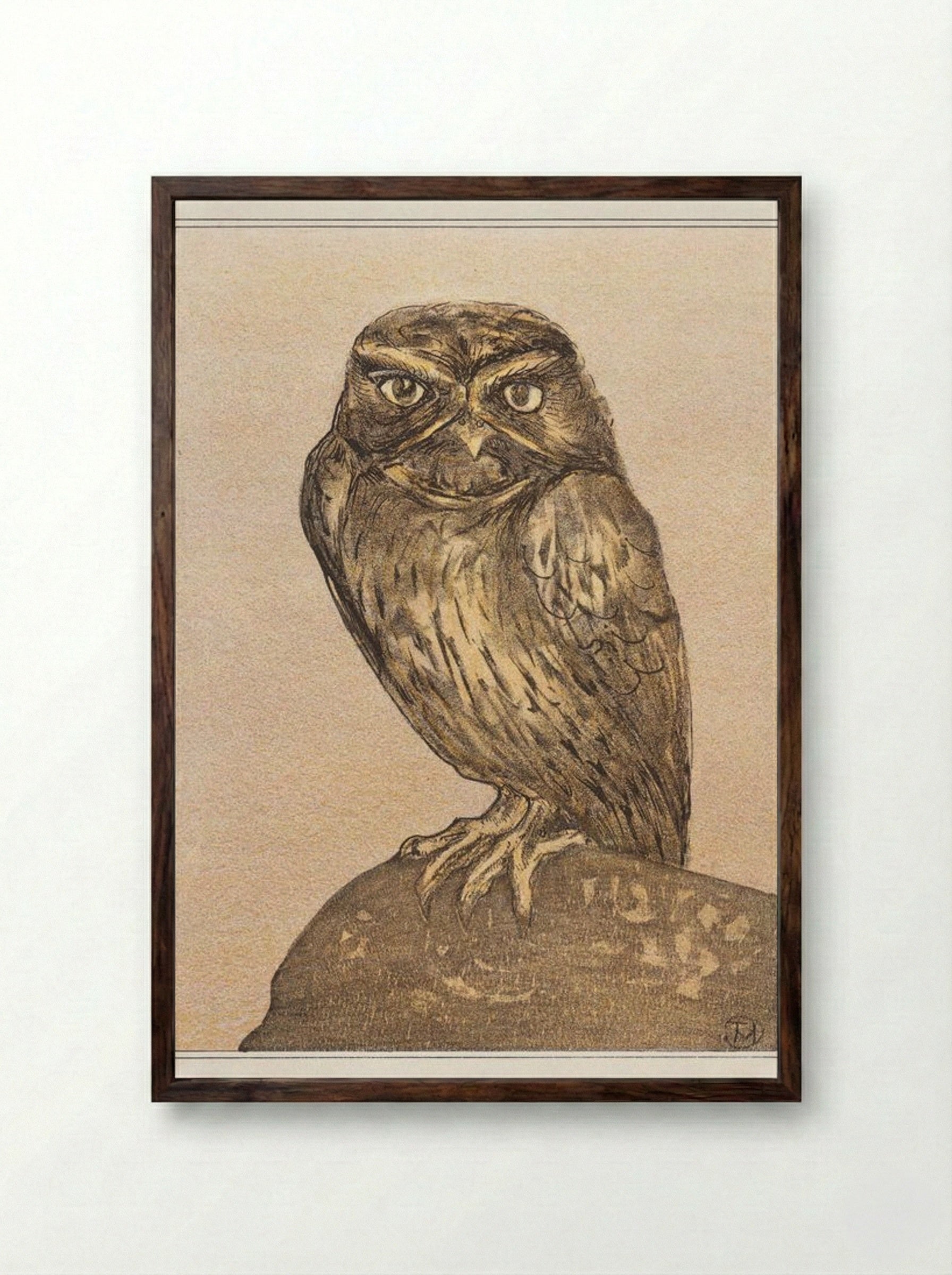 Little Owl on a Rock - Theo van Hoytema - Framed Print Dark Wood