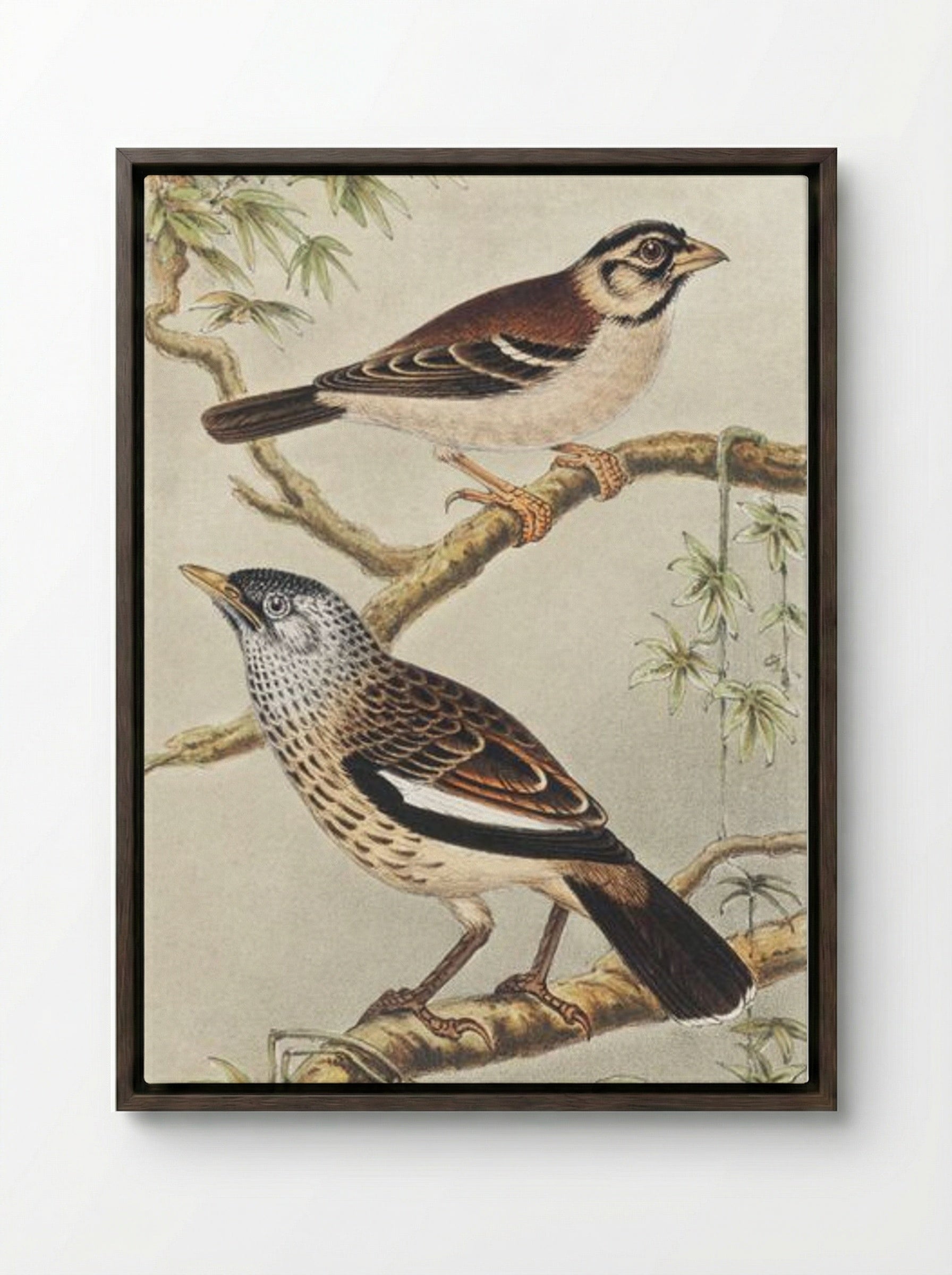 Twee vogels op takken (Two Birds on Branches) - Theo van Hoytema - Framed Canvas Dark Wood