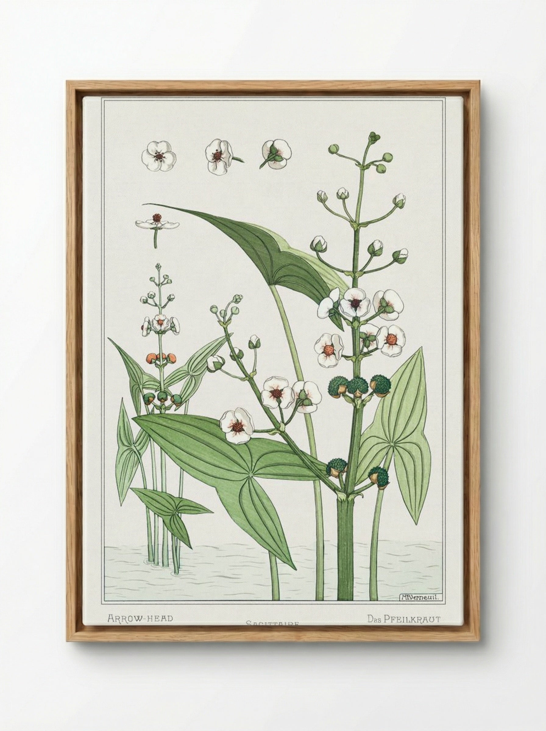 Sagittaire (Arrowhead) from La Plante et ses Applications ornementales - Maurice Pillard Verneuil - Framed Canvas Wood