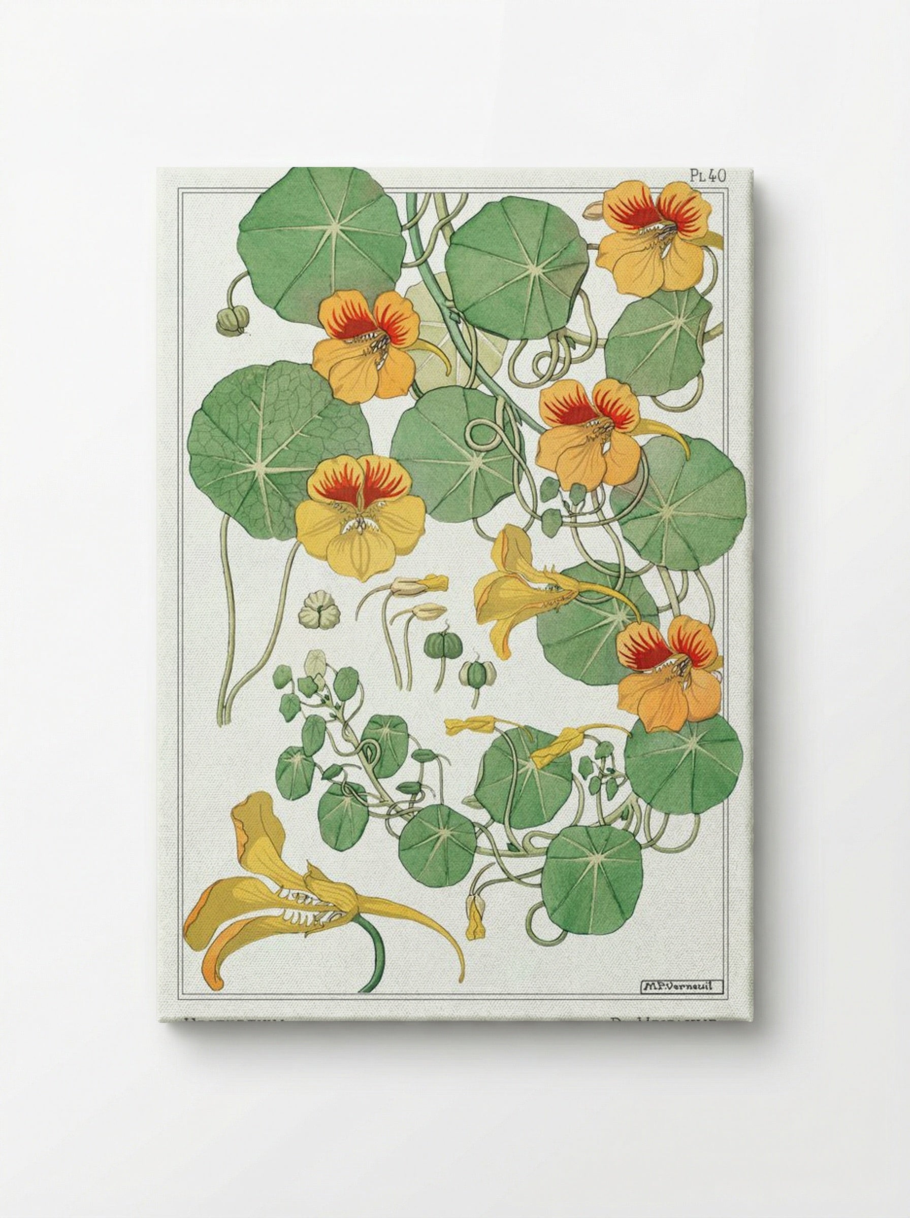 Capucine (Nasturtium) - Maurice Pillard Verneuil - Canvas