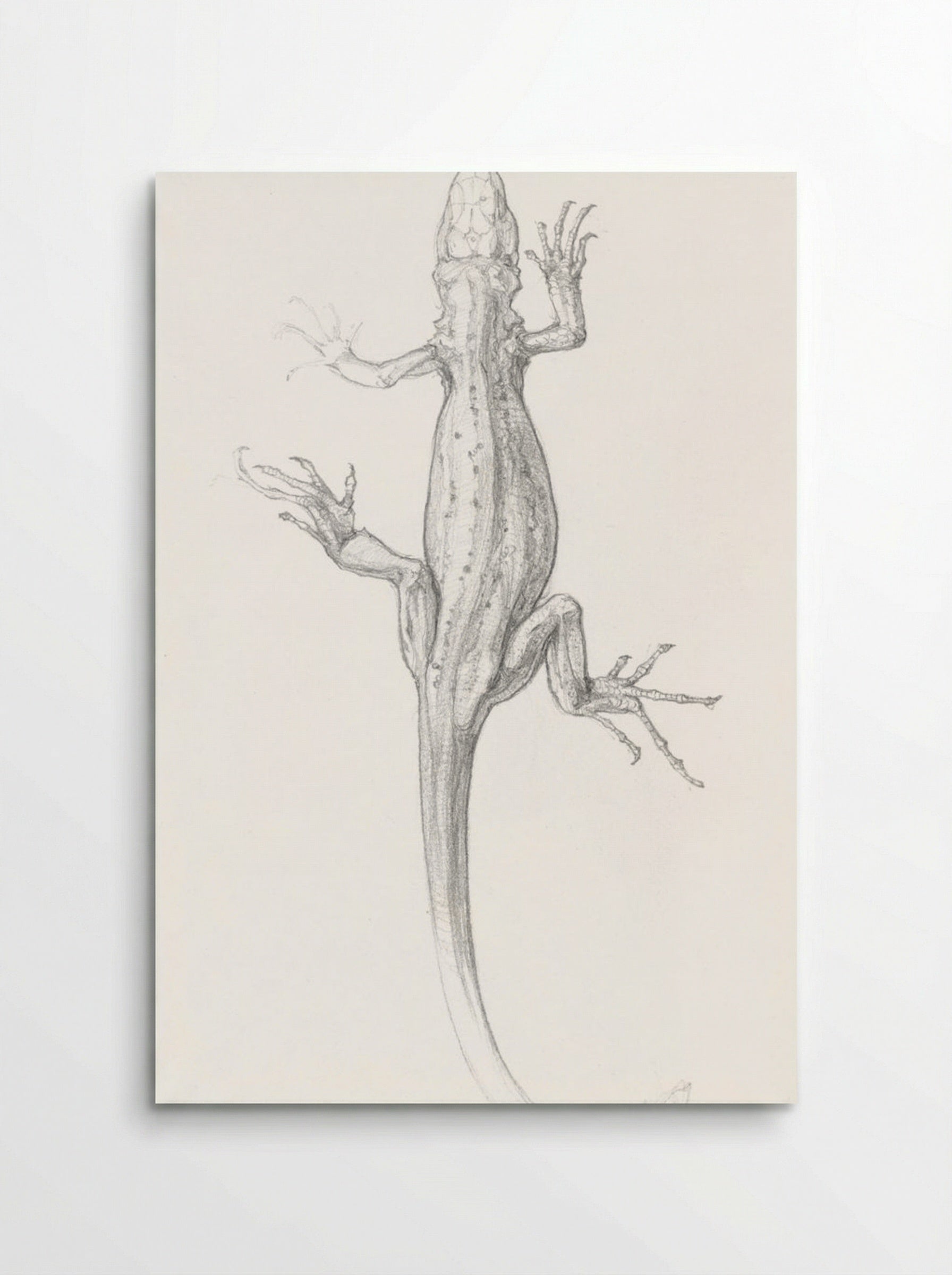 Sketch of a Lizard - Julie de Graag - Poster