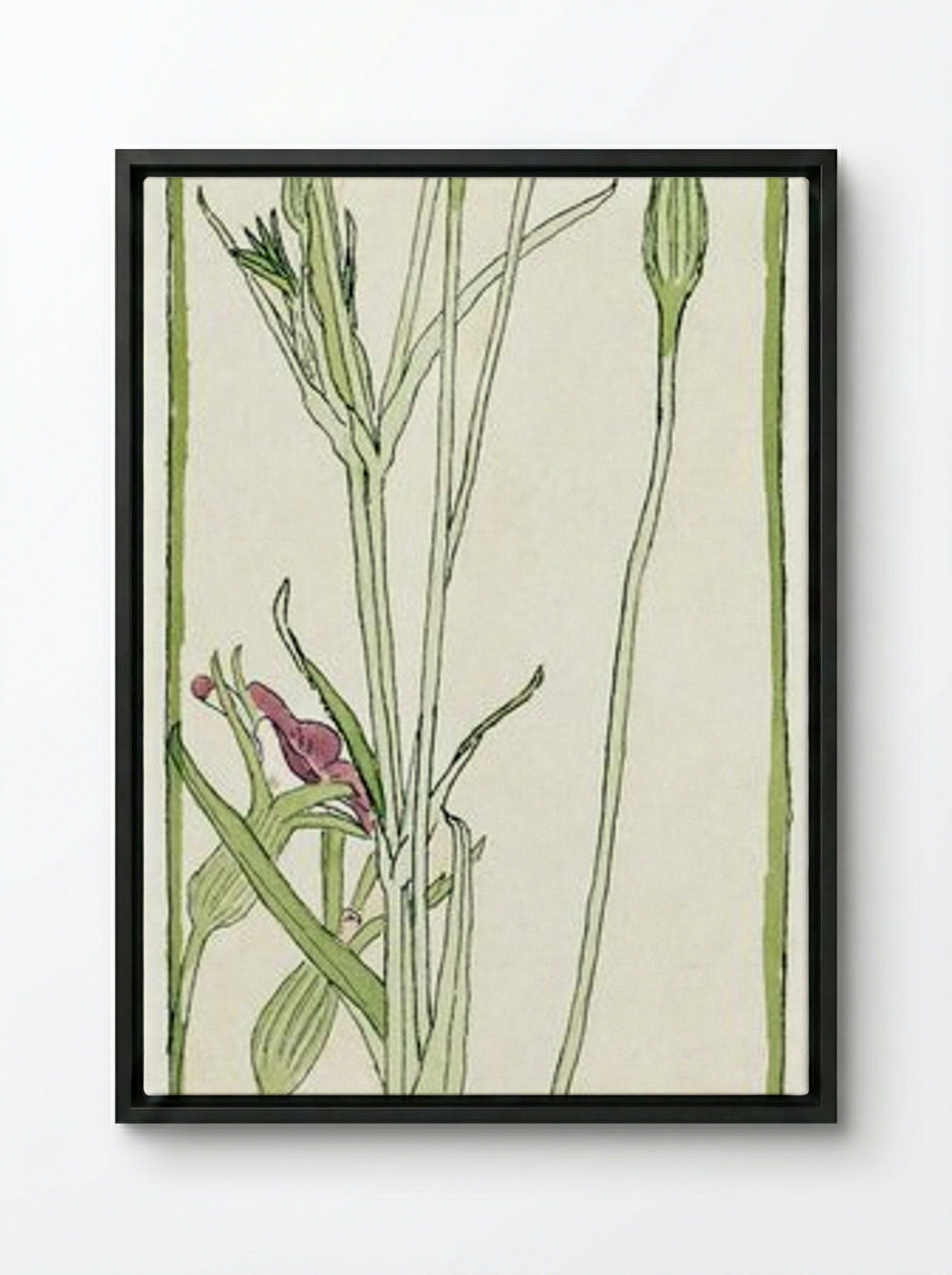 Corn Cockle - Hannah Borger Overbeck - Framed Canvas Black