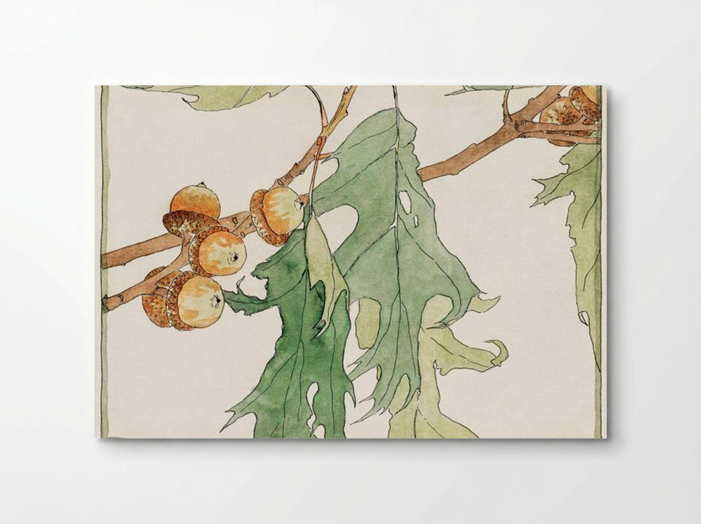 Oak Acorns - Hannah Borger Overbeck - Poster