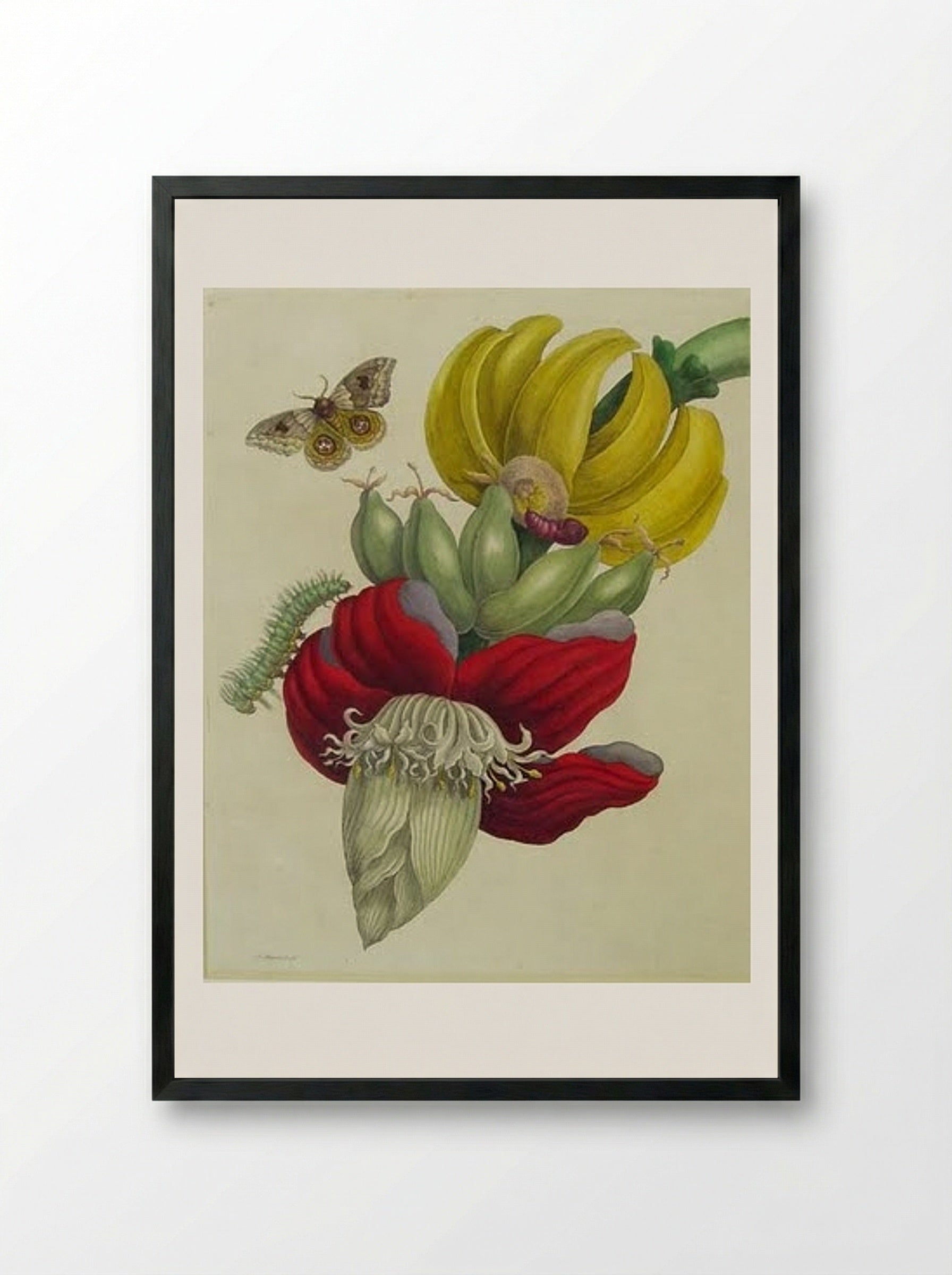Inflorescence of Banana - Maria Sibylla Merian - Framed Print Black