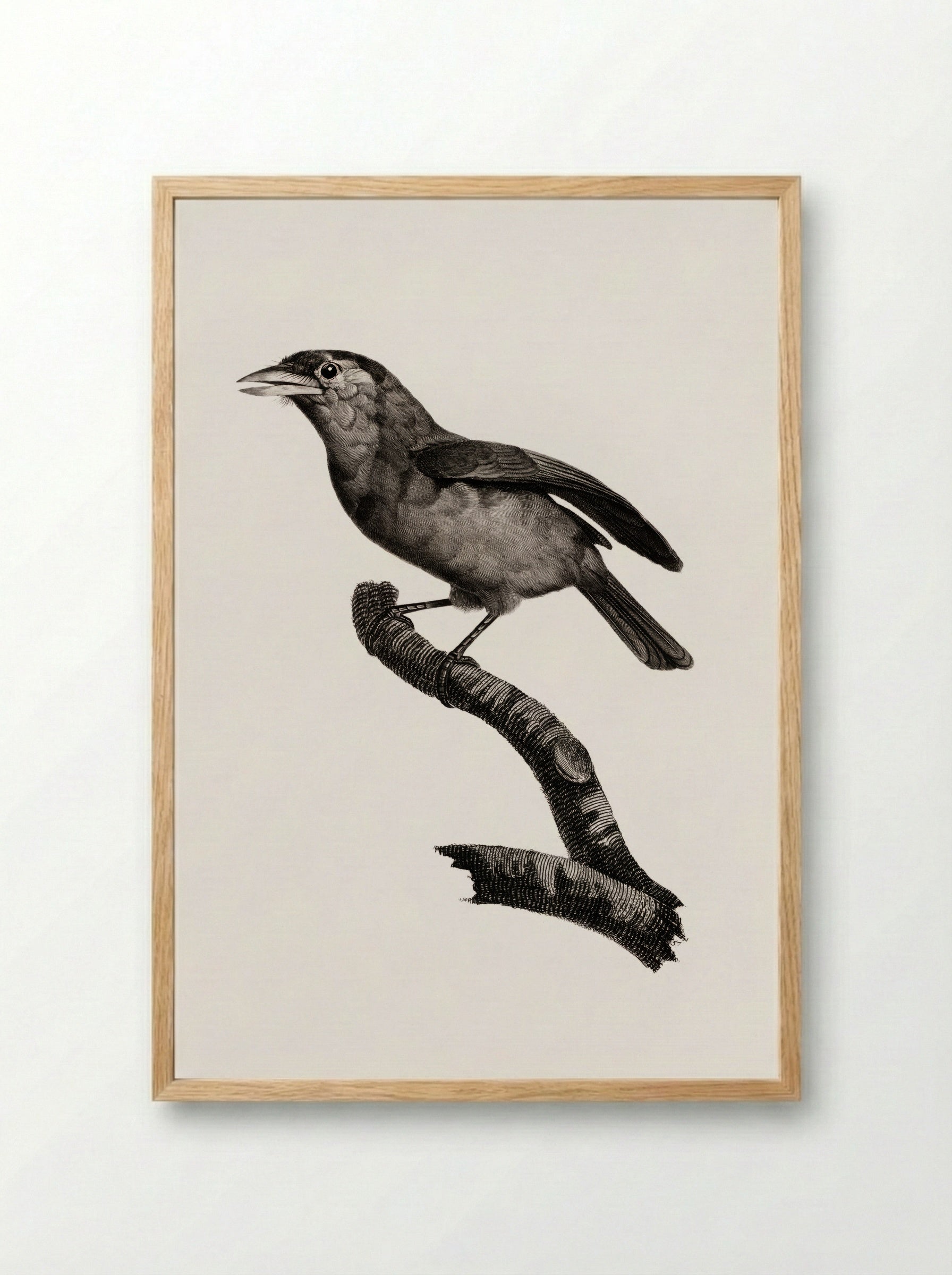 Blue-throated Barbet - Jacques Barraband - Framed Print Wood