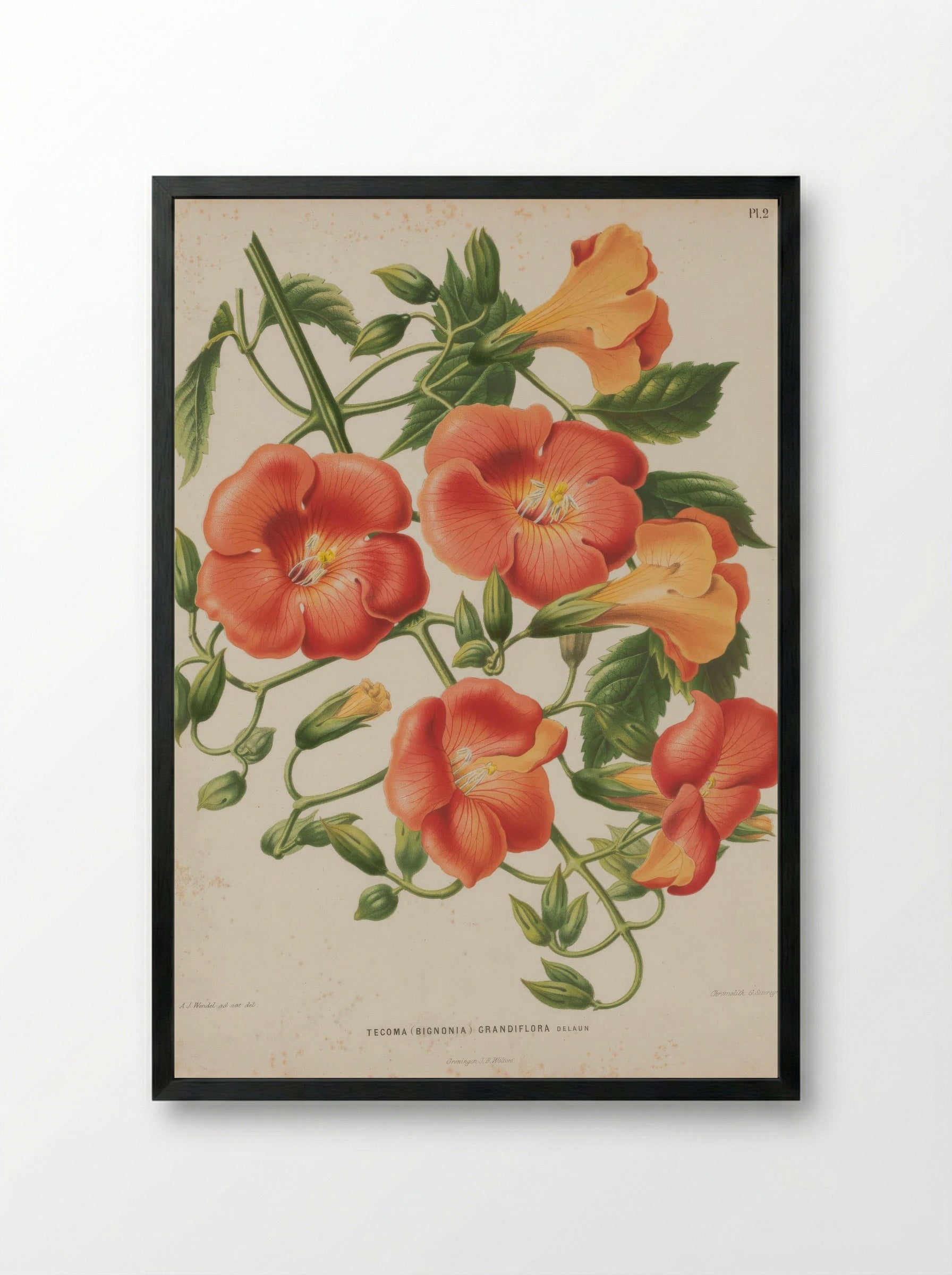 Campsis Grandiflora Thunb. Schumann - A. J. Wendel - Framed Print Black