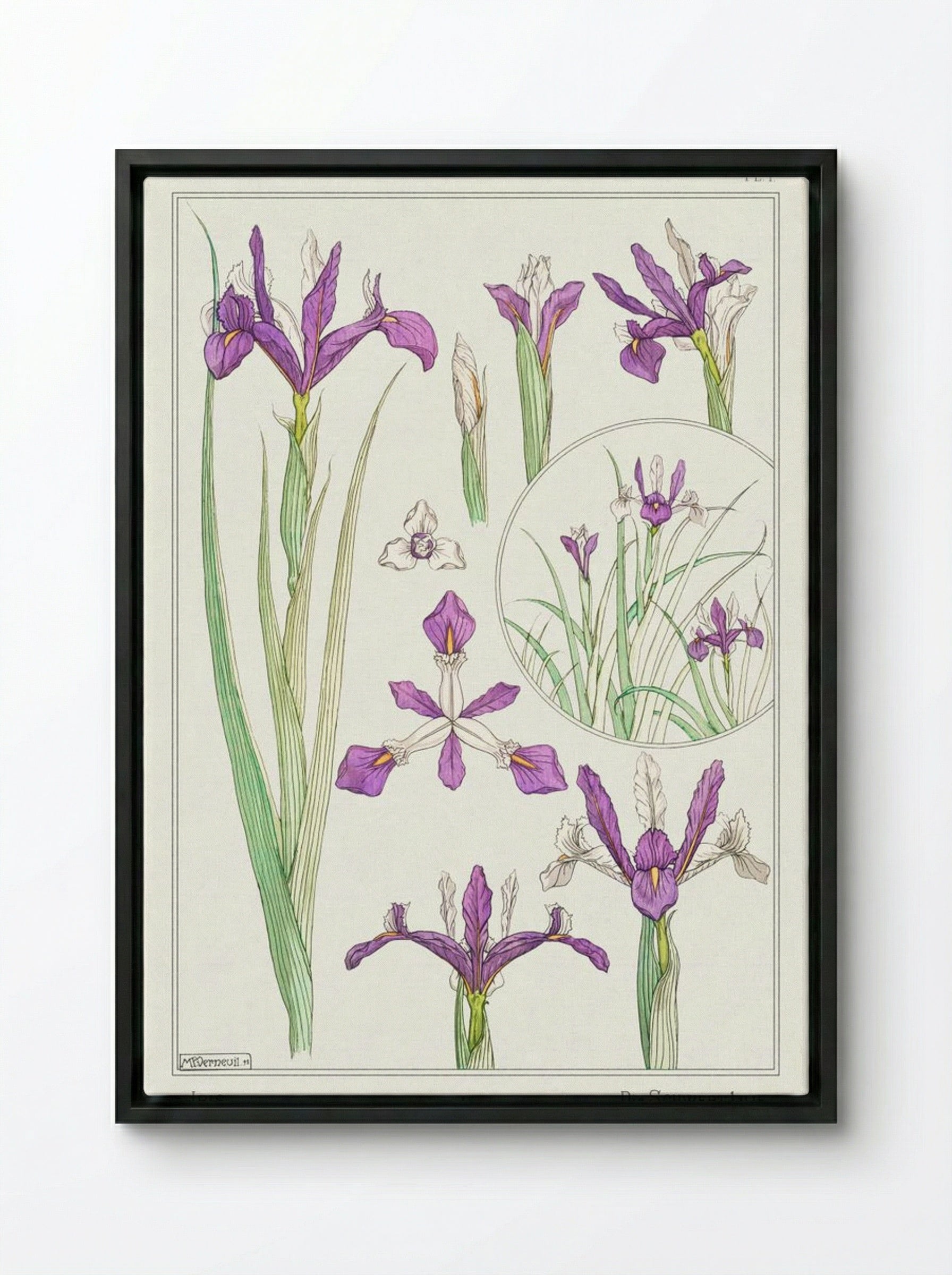 Iris, from La Plante et ses Applications ornementales - Maurice Pillard Verneuil - Framed Canvas Black