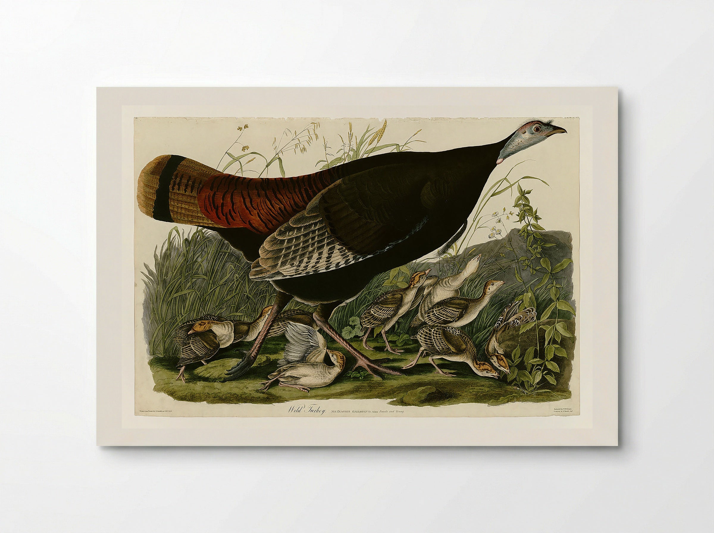 Plate 6. Wild Turkey - John James Audubon - Poster
