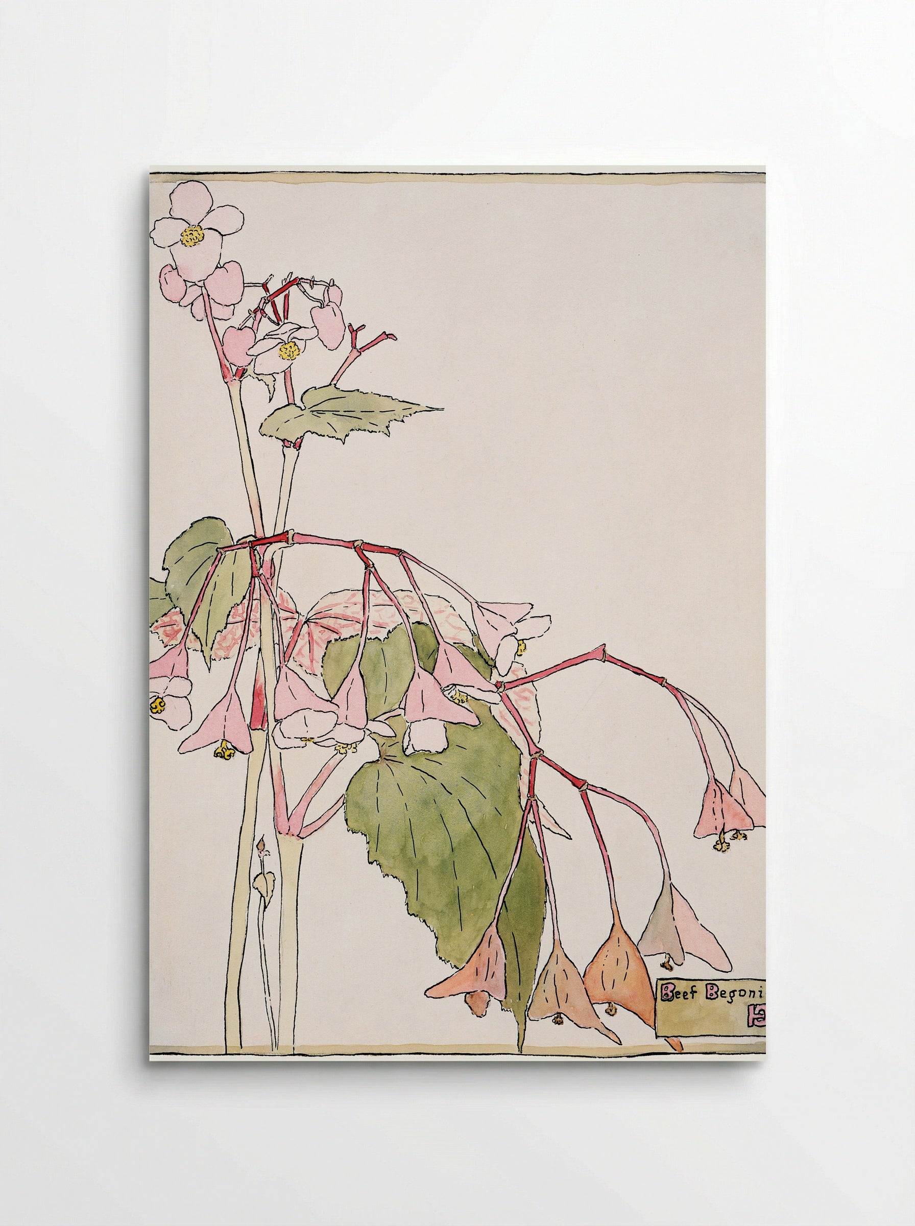 Beef Begonia (1915) - Hannah Borger Overbeck - Poster