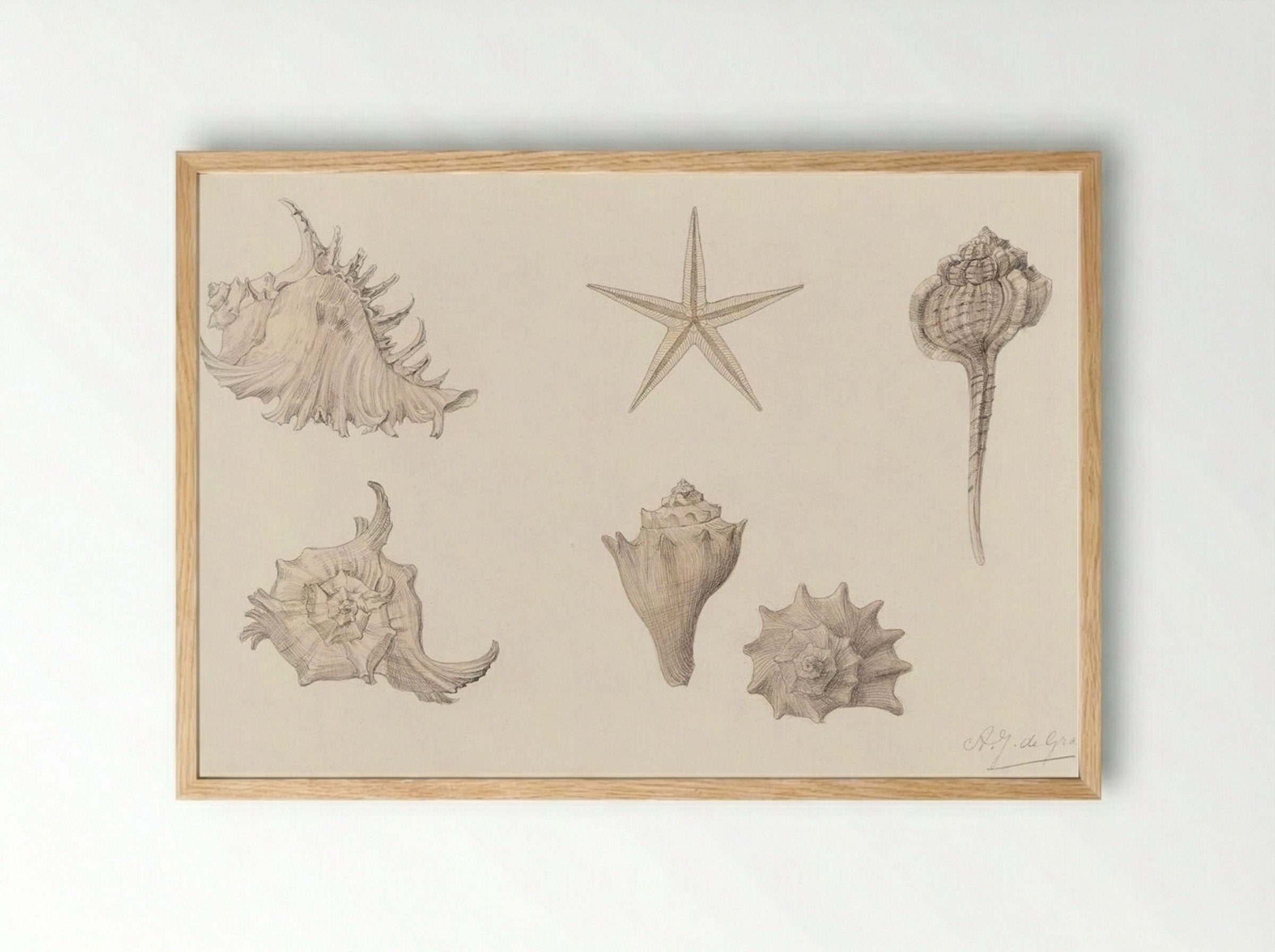 Shells - Julie de Graag - Framed Print Wood
