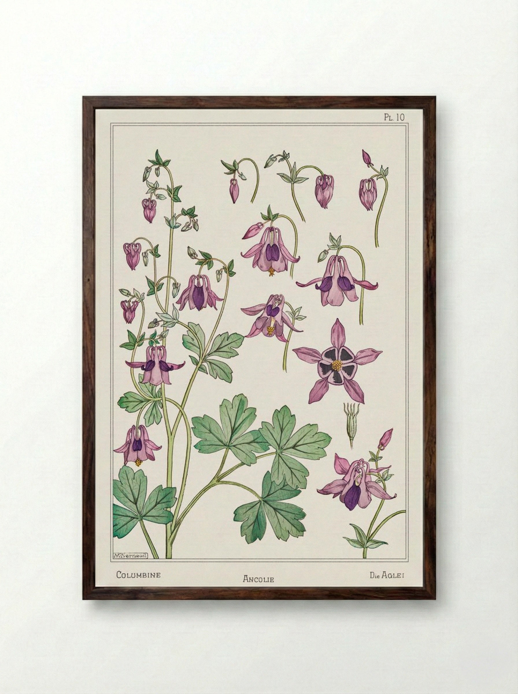Ancolie (Columbine) - Maurice Pillard Verneuil - Framed Print Dark Wood