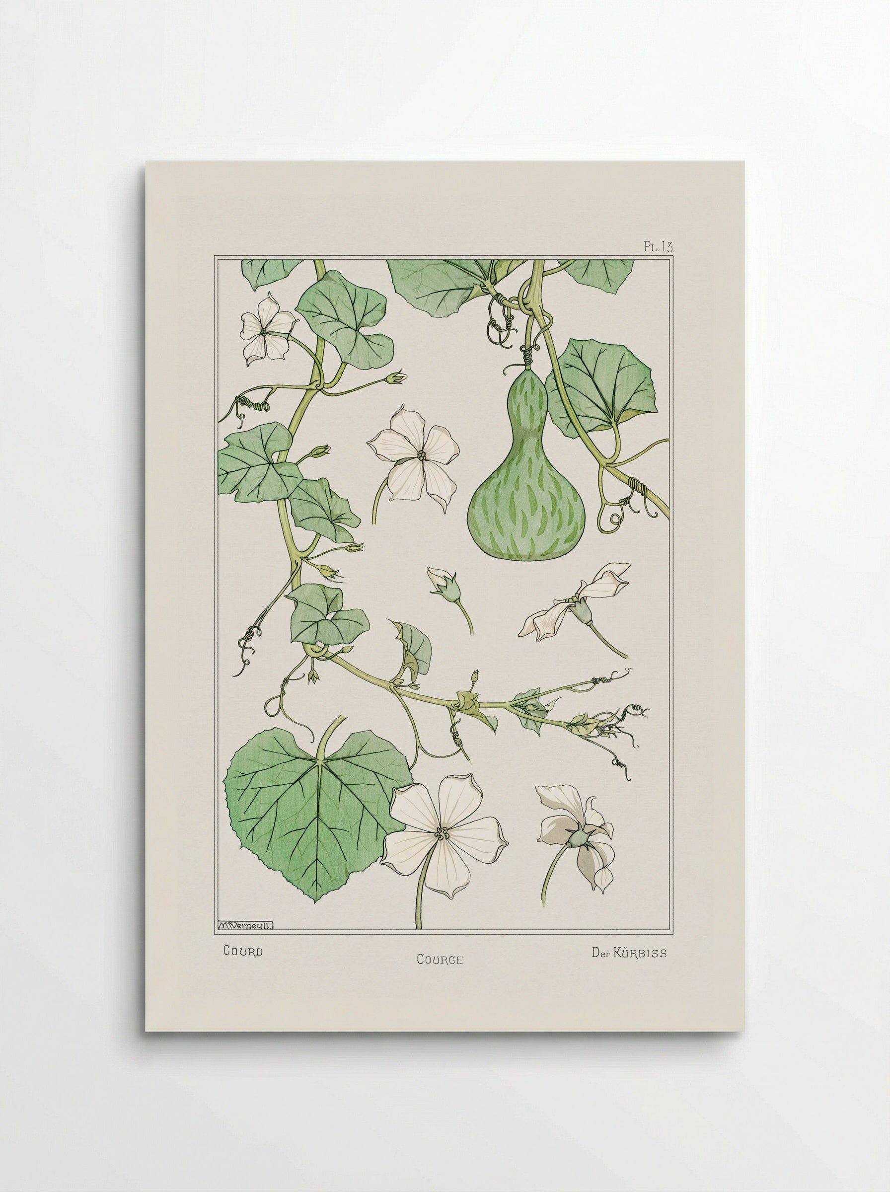 Courge (White-Flowered Gourd) - Maurice Pillard Verneuil - Poster