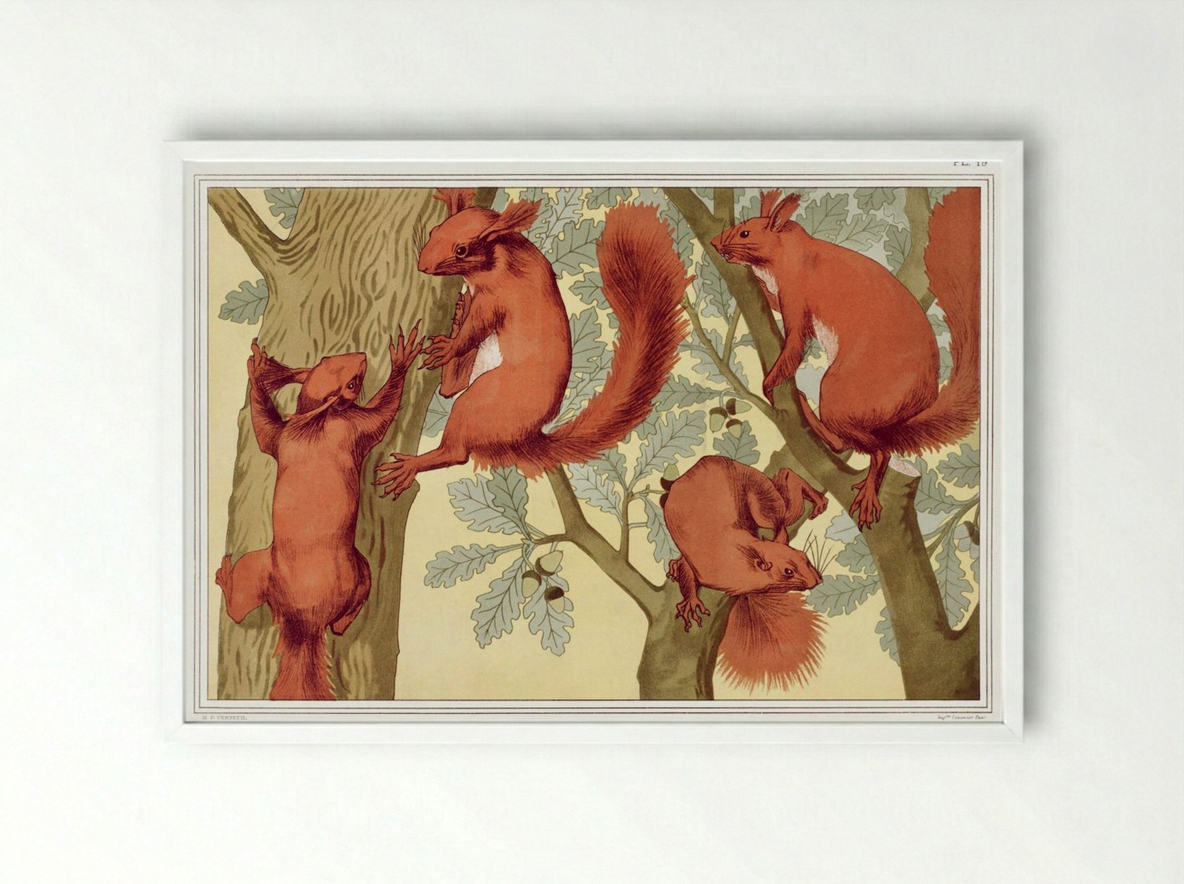 Écureuils (Squirrels) from L'animal dans la décoration - Maurice Pillard Verneuil - Framed Print White
