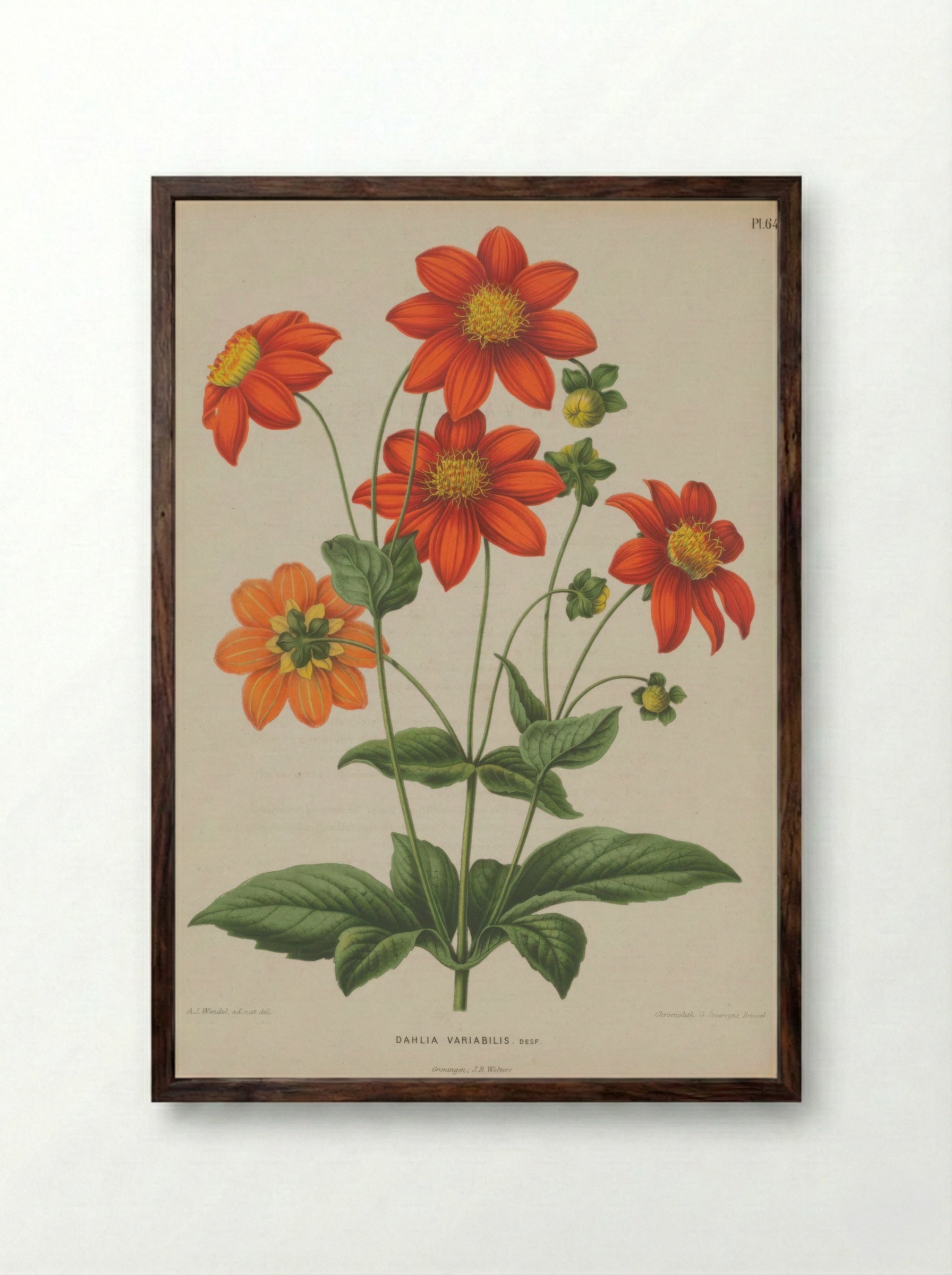 Dahlia Pinnata Cav. - A. J. Wendel - Framed Print Dark Wood