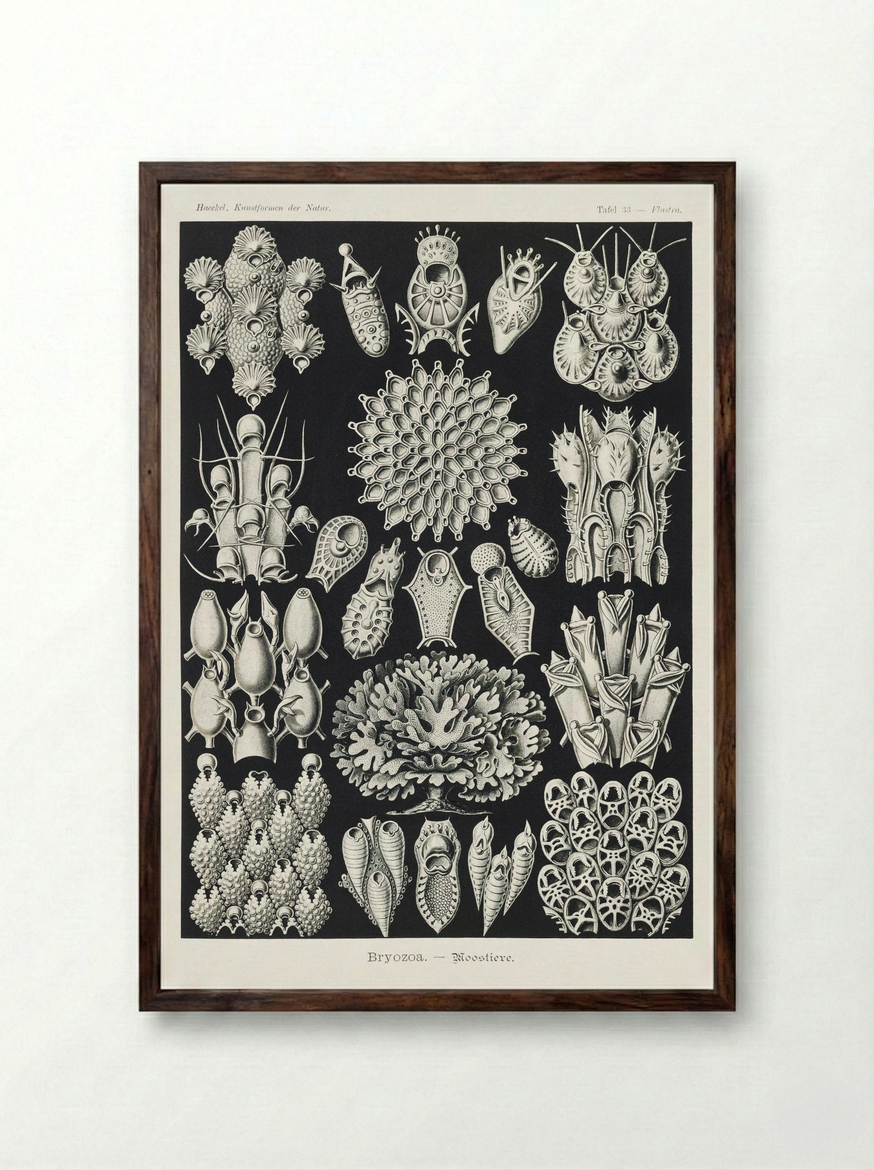 Bryozoa-Woostiere (1904) - Ernst Haeckel - Framed Print Dark Wood