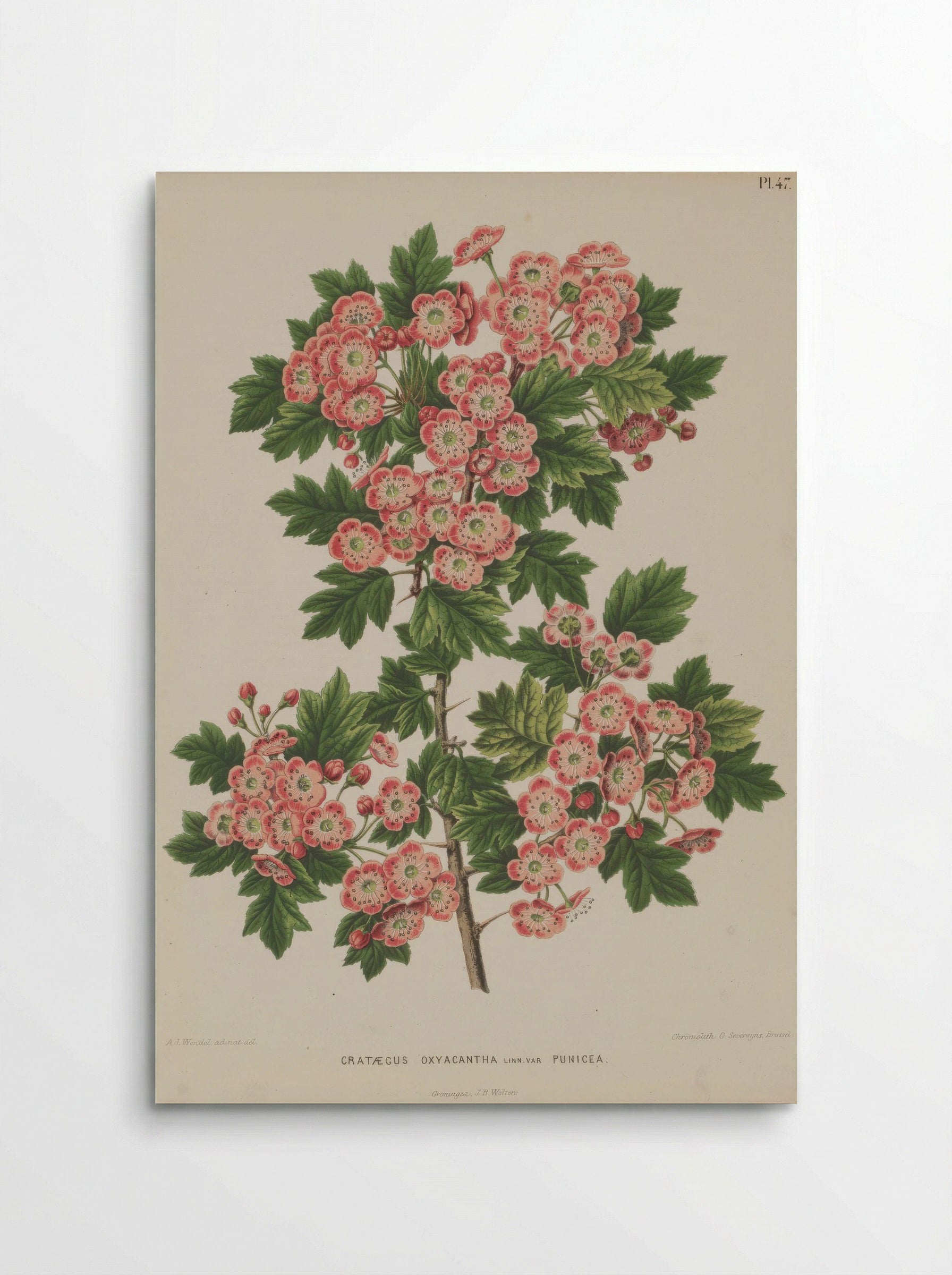 Crataegus Oxyacantha L. - A. J. Wendel - Poster