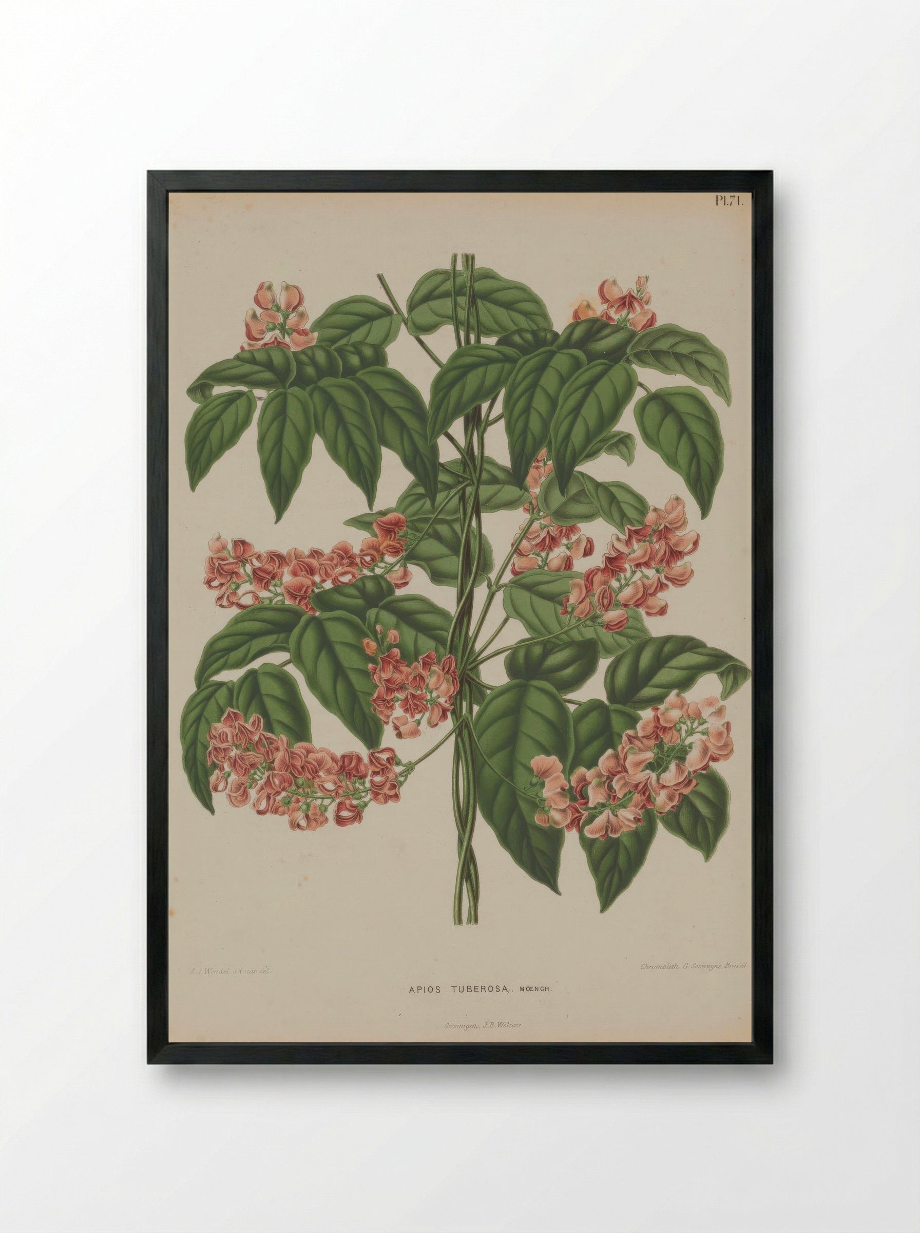 Apios Americana Medik. - A. J. Wendel - Framed Print Black