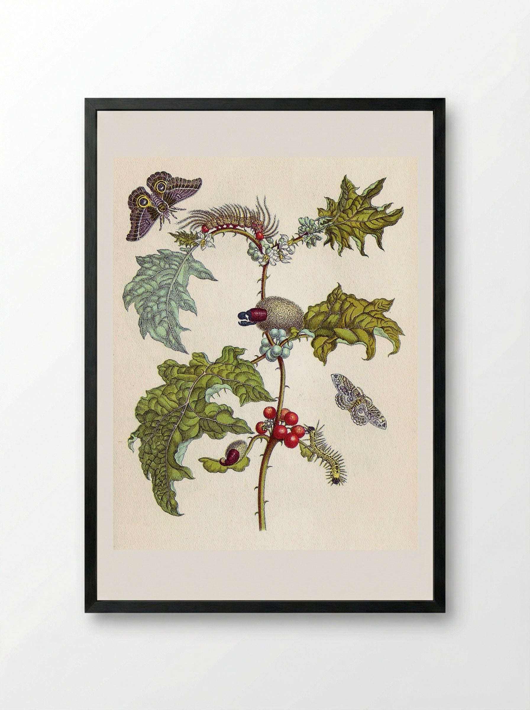 from Metamorphosis insectorum Surinamensium - Maria Sibylla Merian - Framed Print Black