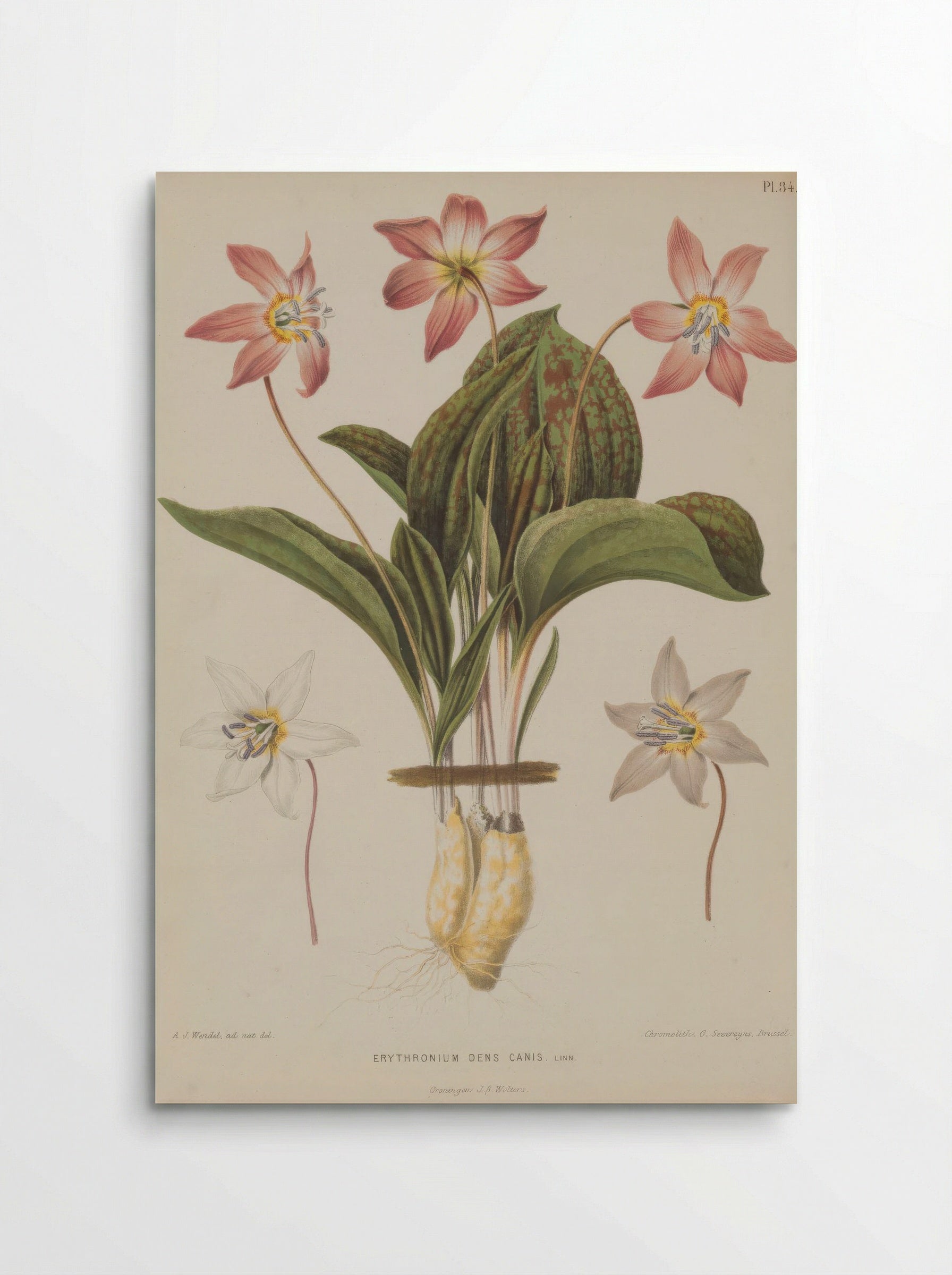 Erythronium Dens Canis L. - A. J. Wendel - Poster
