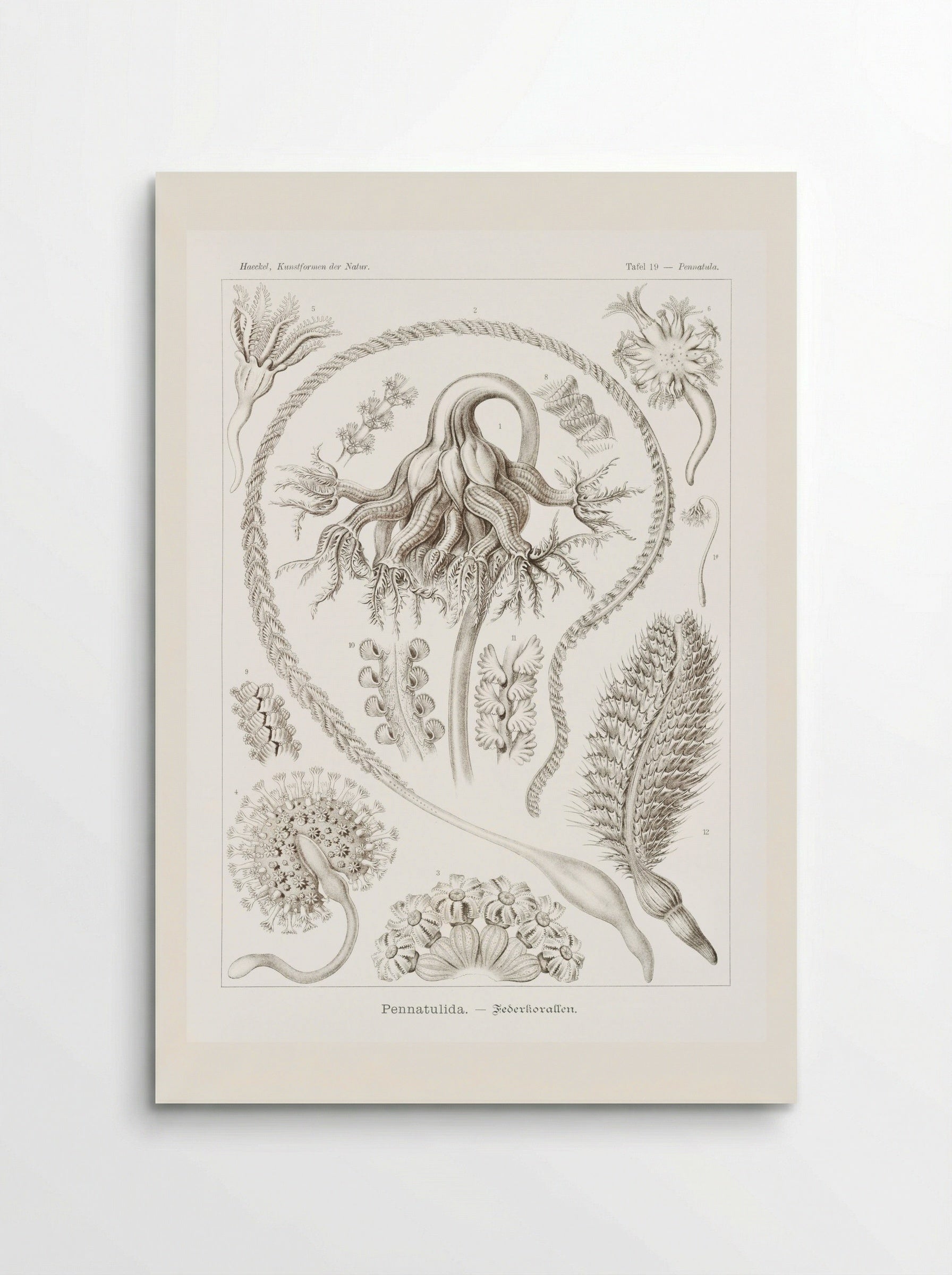 Pennatulida-Federkorallen (1904) - Ernst Haeckel - Poster
